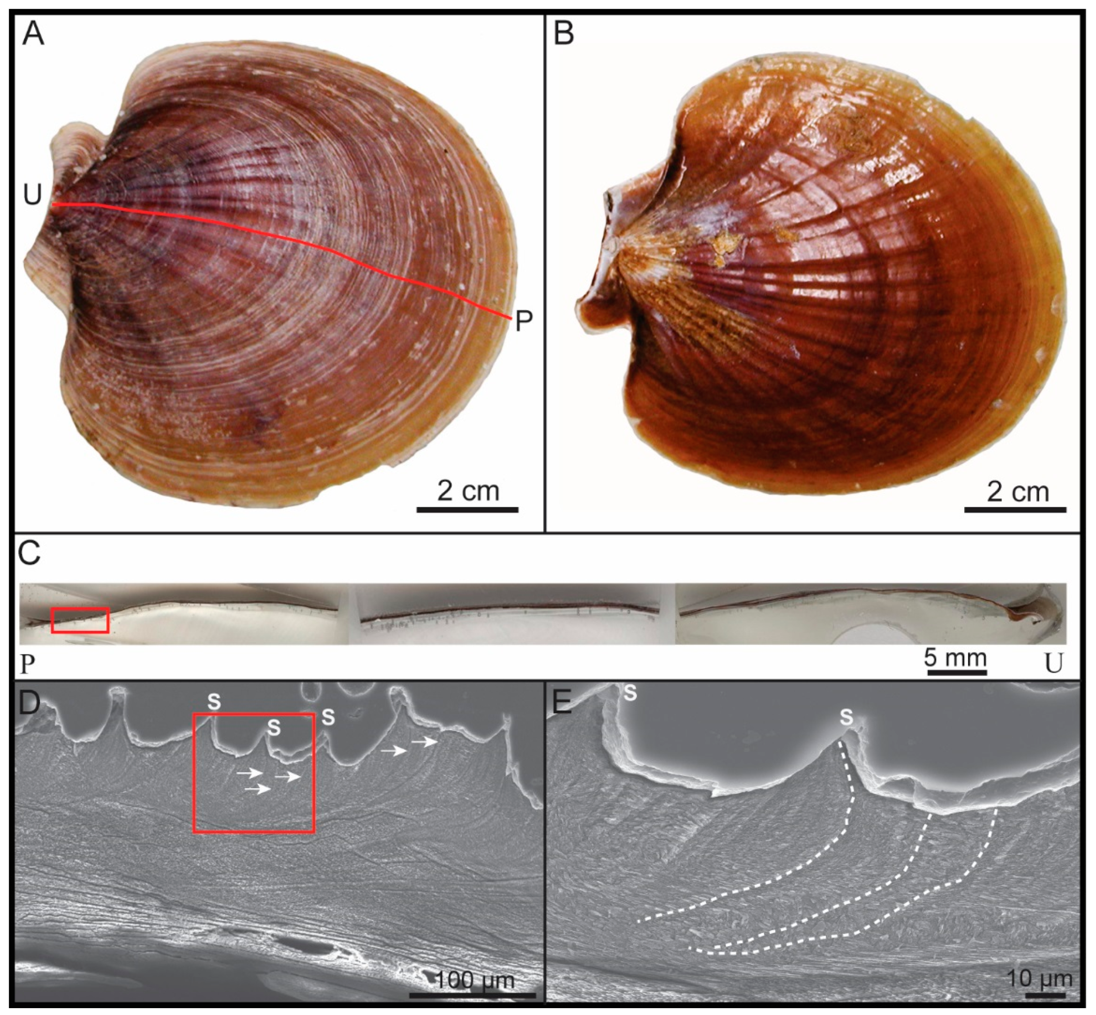 Minerals 10 00529 g001 Minerals 10 00529 g001