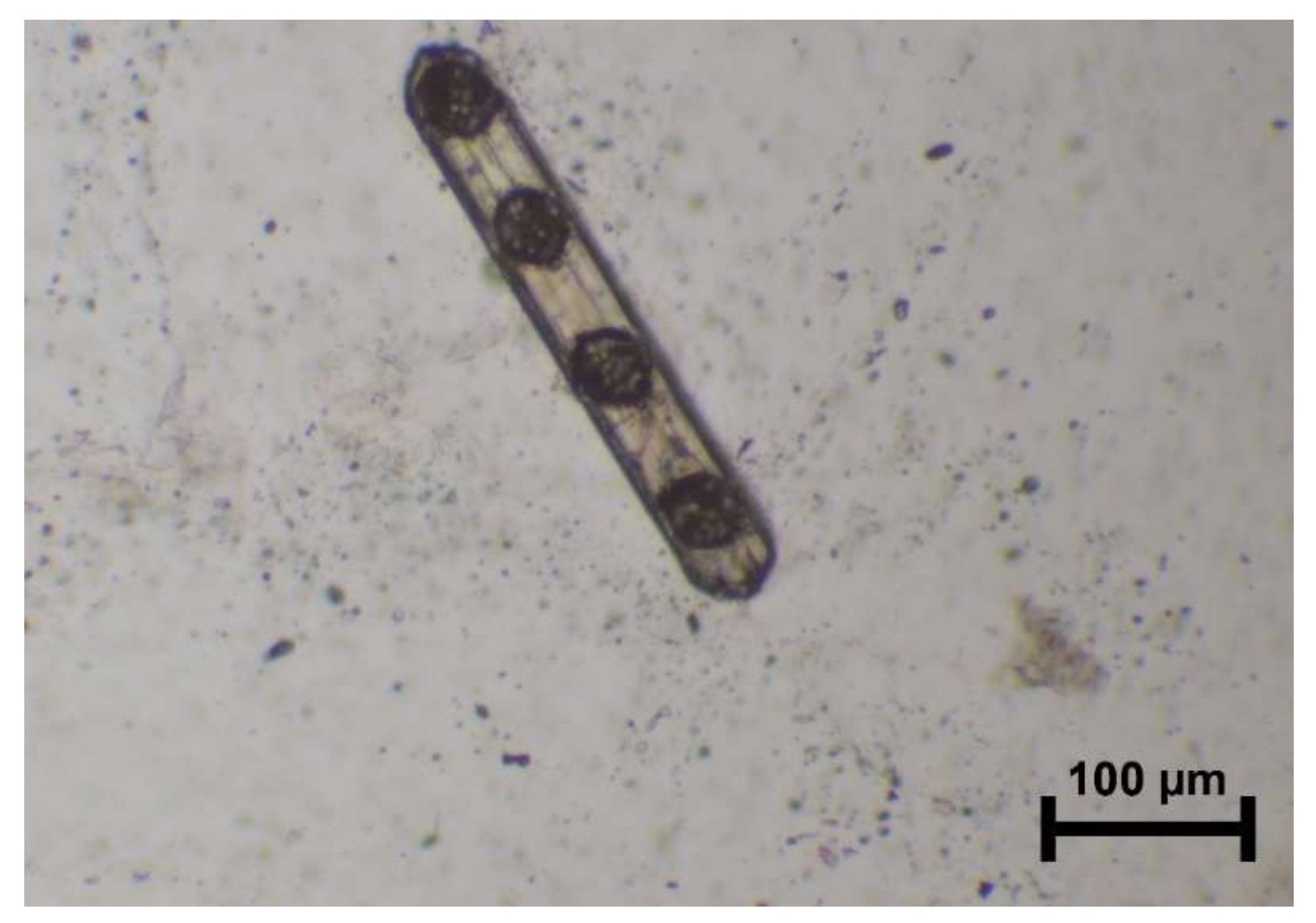 Minerals 10 00566 g011 Minerals 10 00566 g011