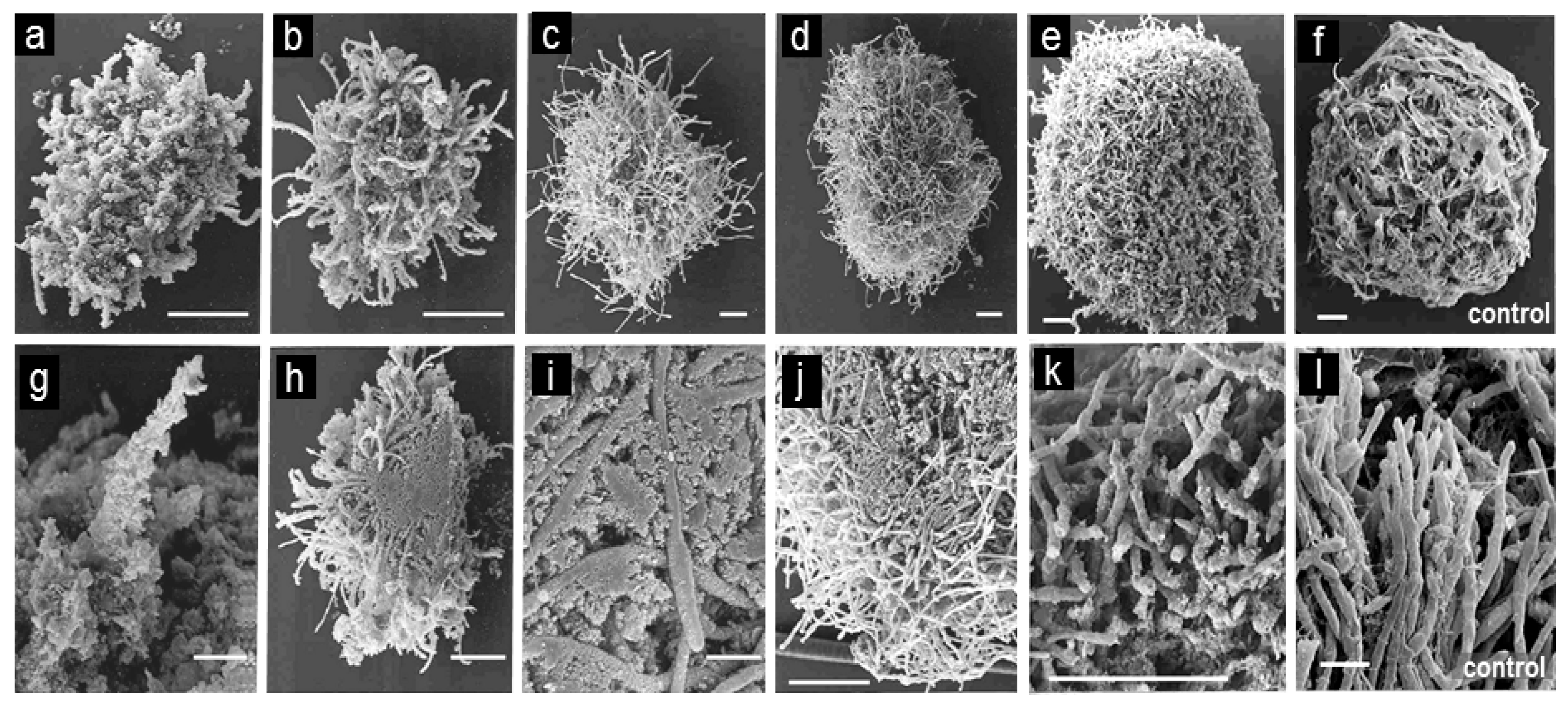 Minerals 10 00861 g003 Minerals 10 00861 g003