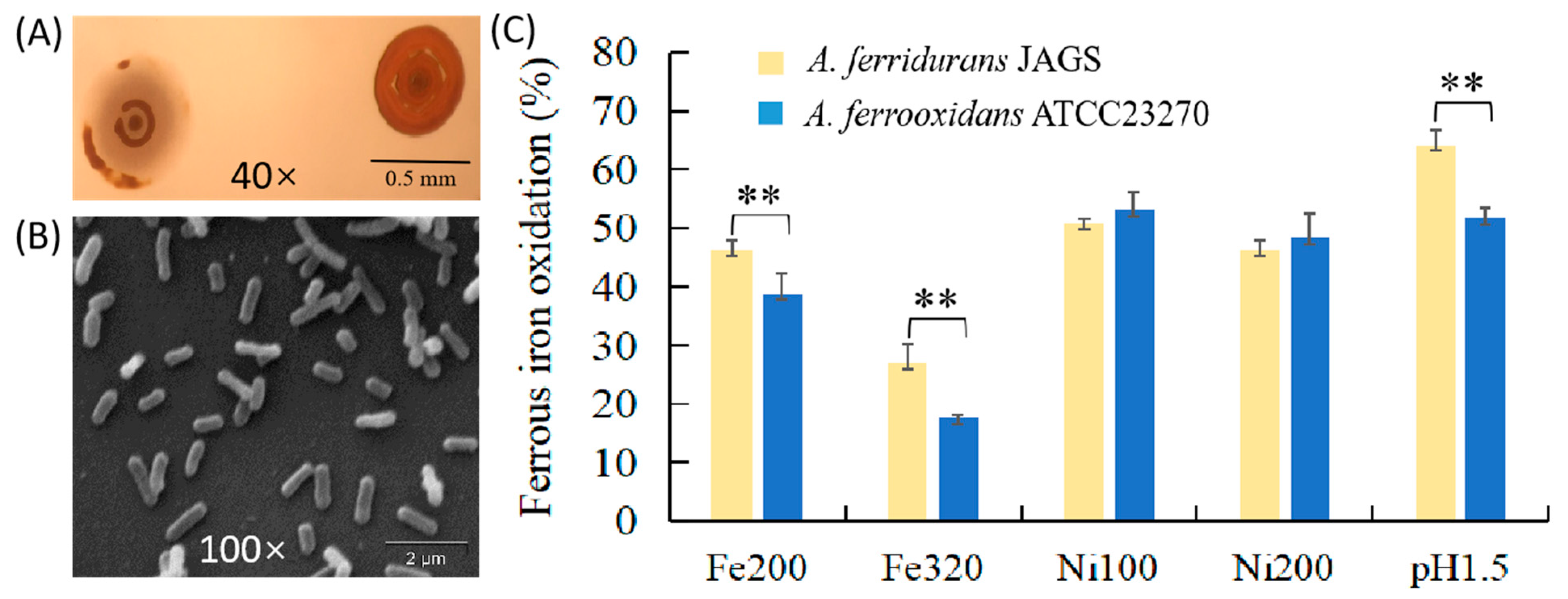 Minerals 11 00074 g001