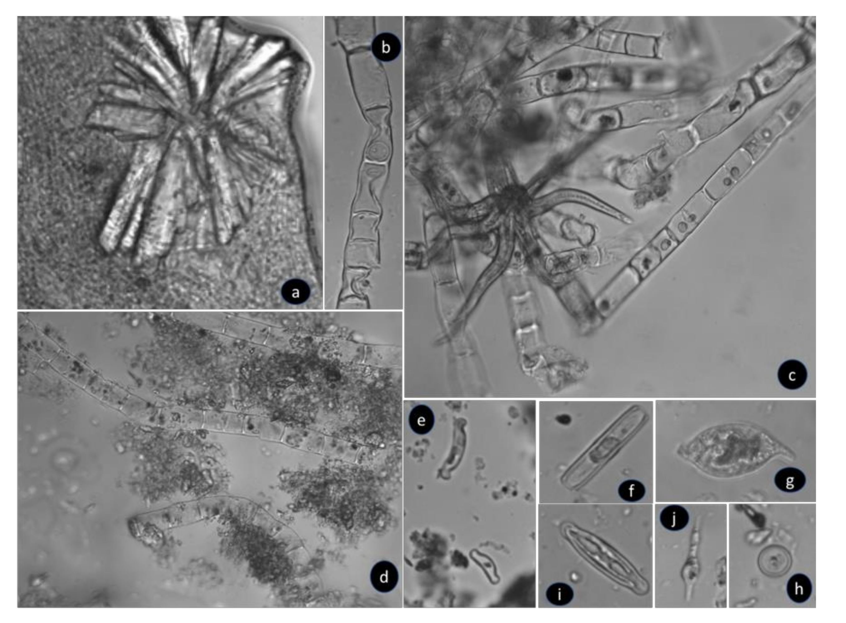 Minerals 11 00110 g005 Minerals 11 00110 g005