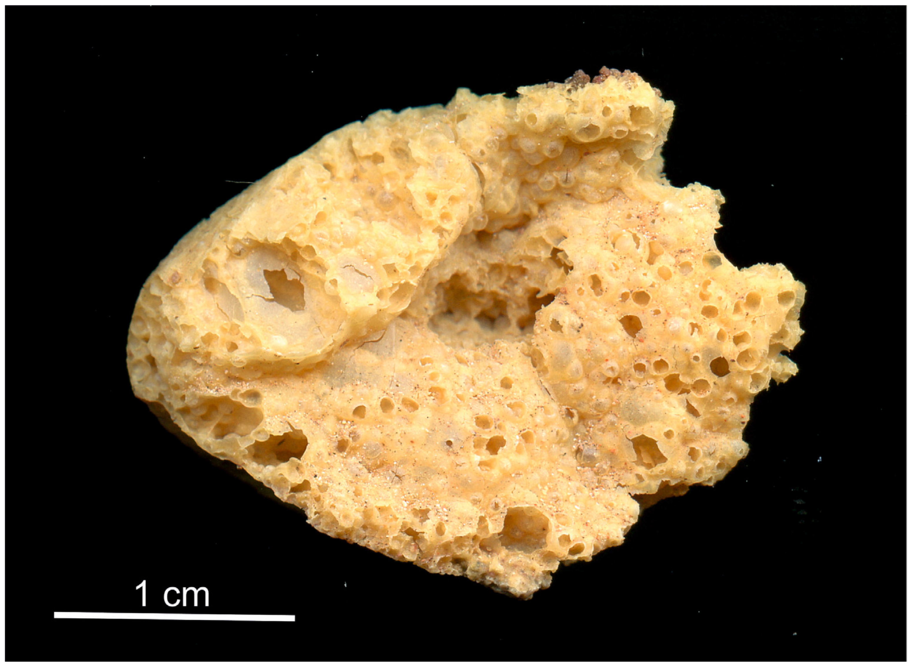 Minerals 11 00228 g006