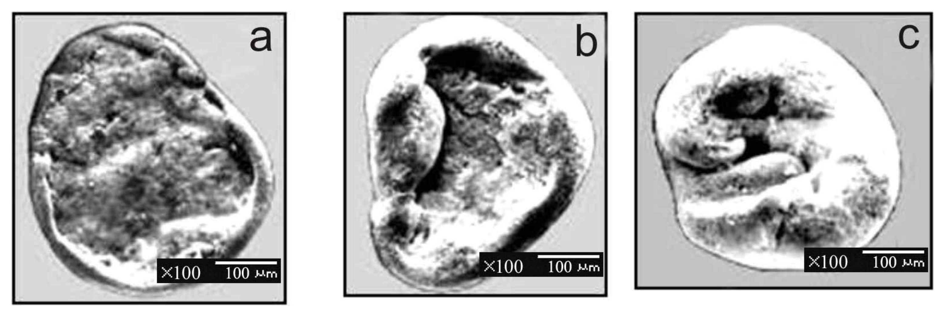 Minerals 11 00381 g003 550