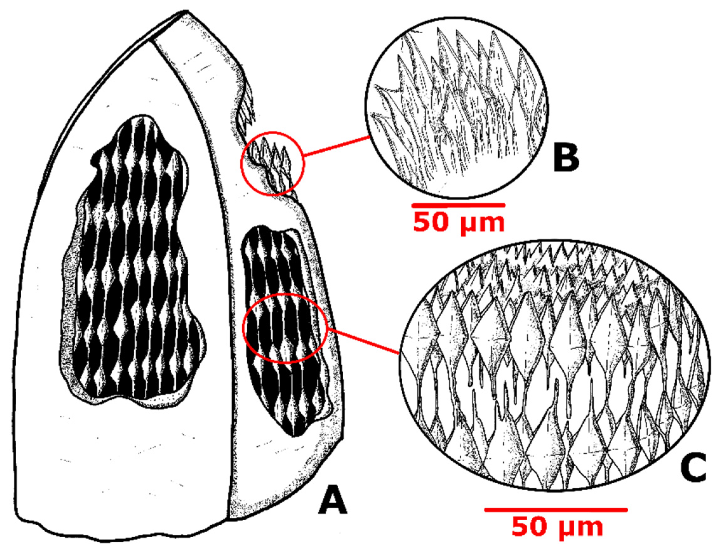 Minerals 11 00866 g012 Minerals 11 00866 g012