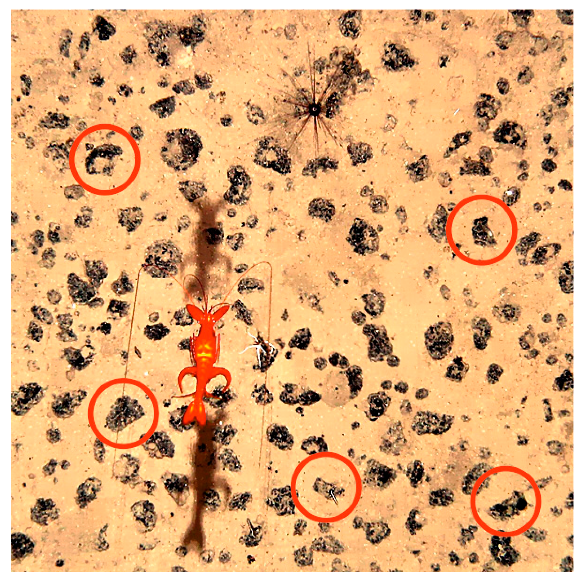 Minerals 11 00868 g016 550