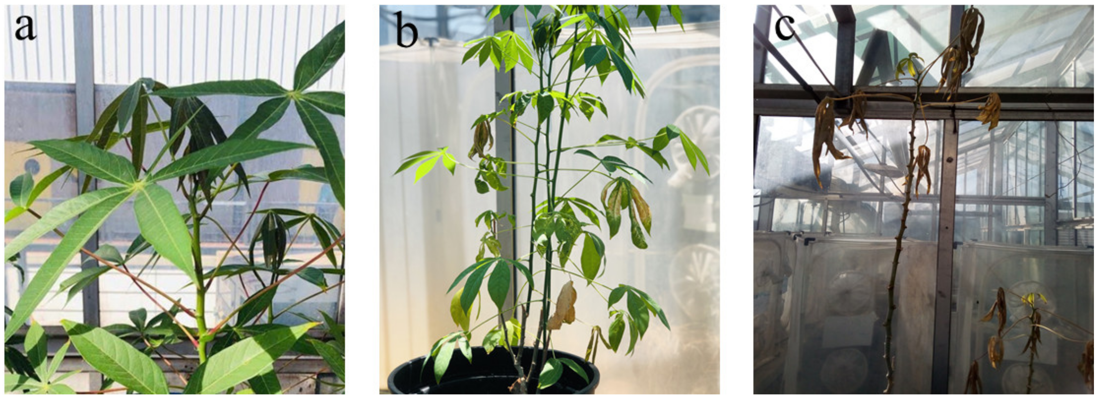 Minerals 11 00895 g001 550