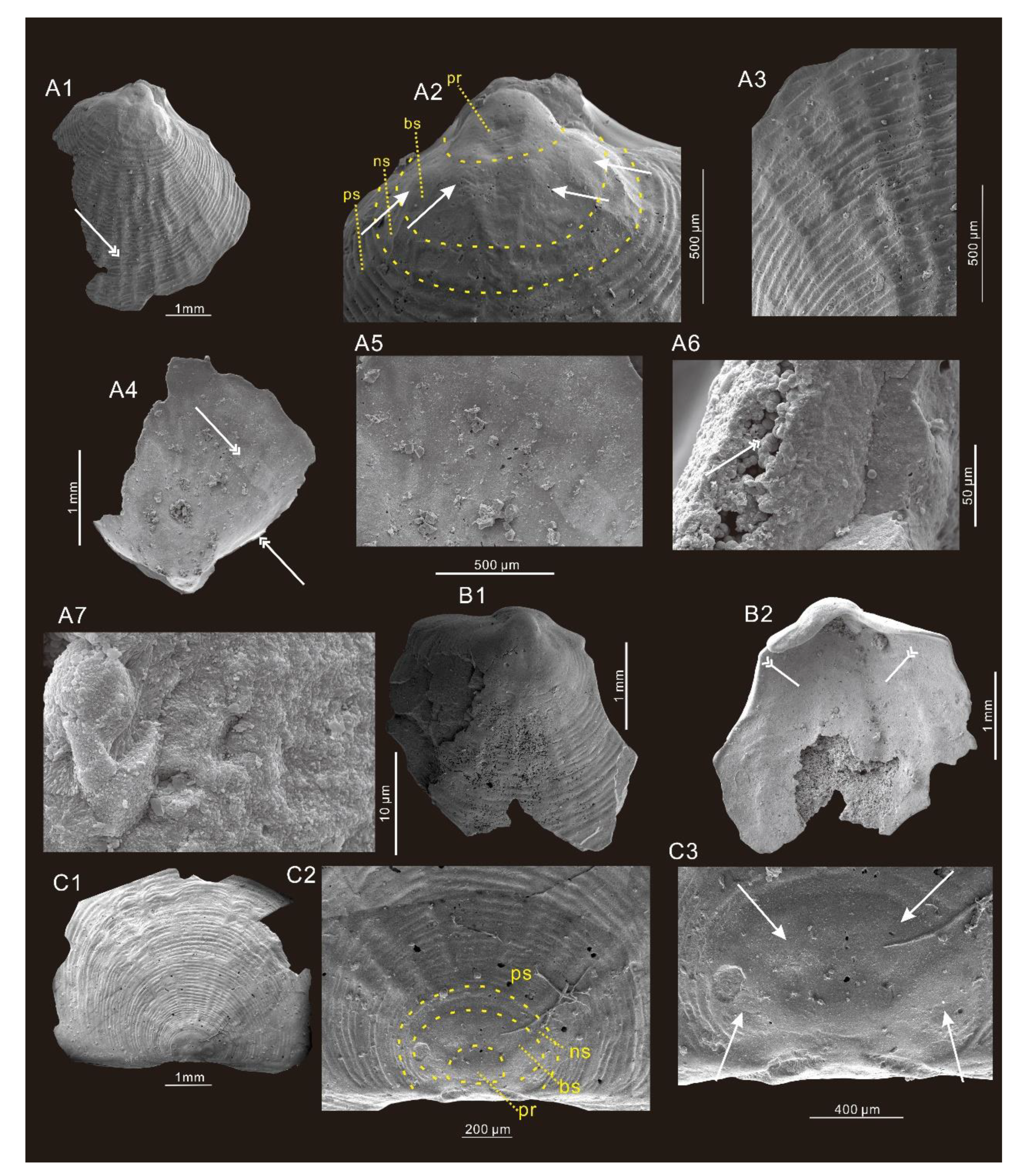 Minerals 11 01104 g007