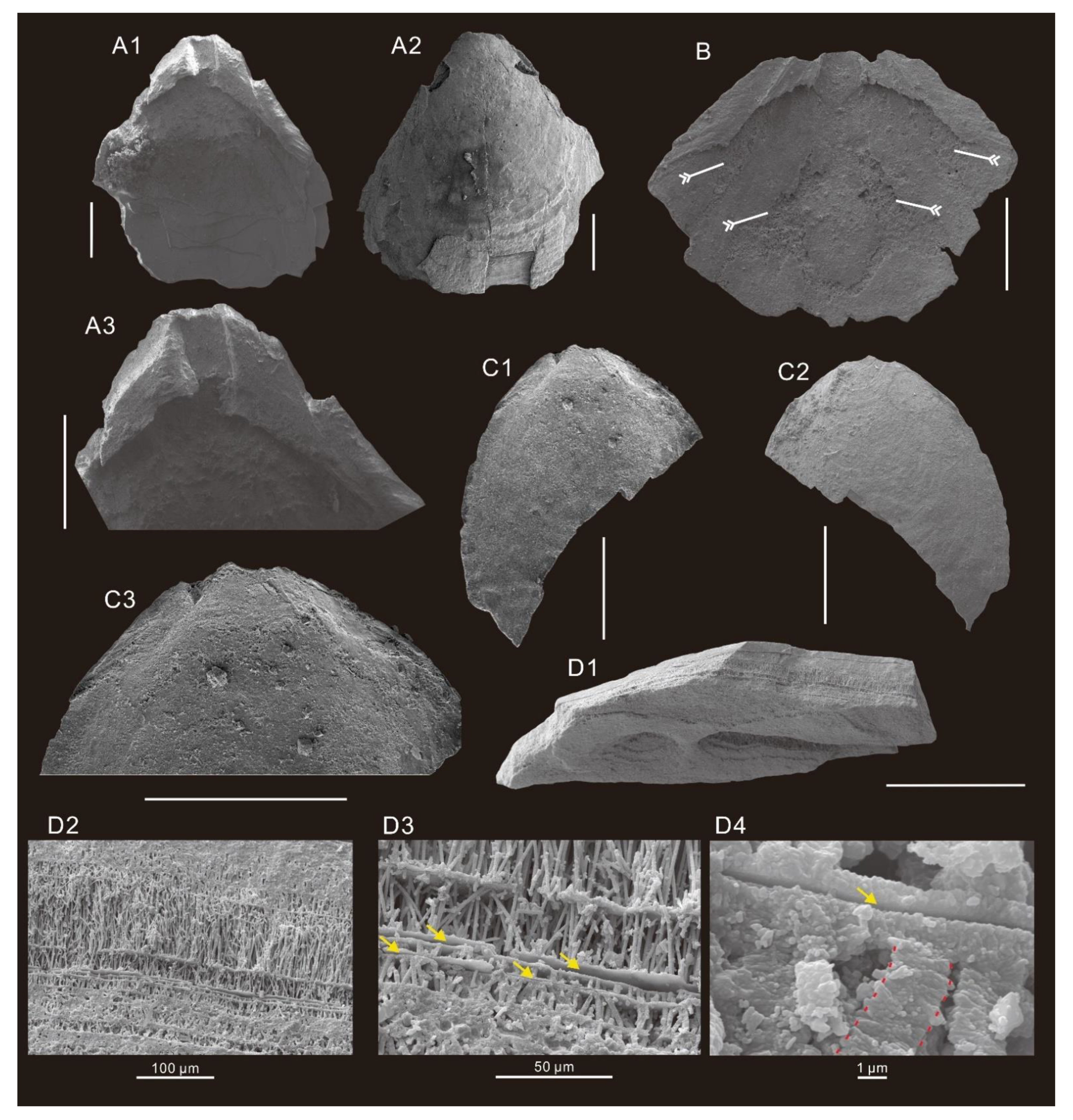 Minerals 11 01104 g009