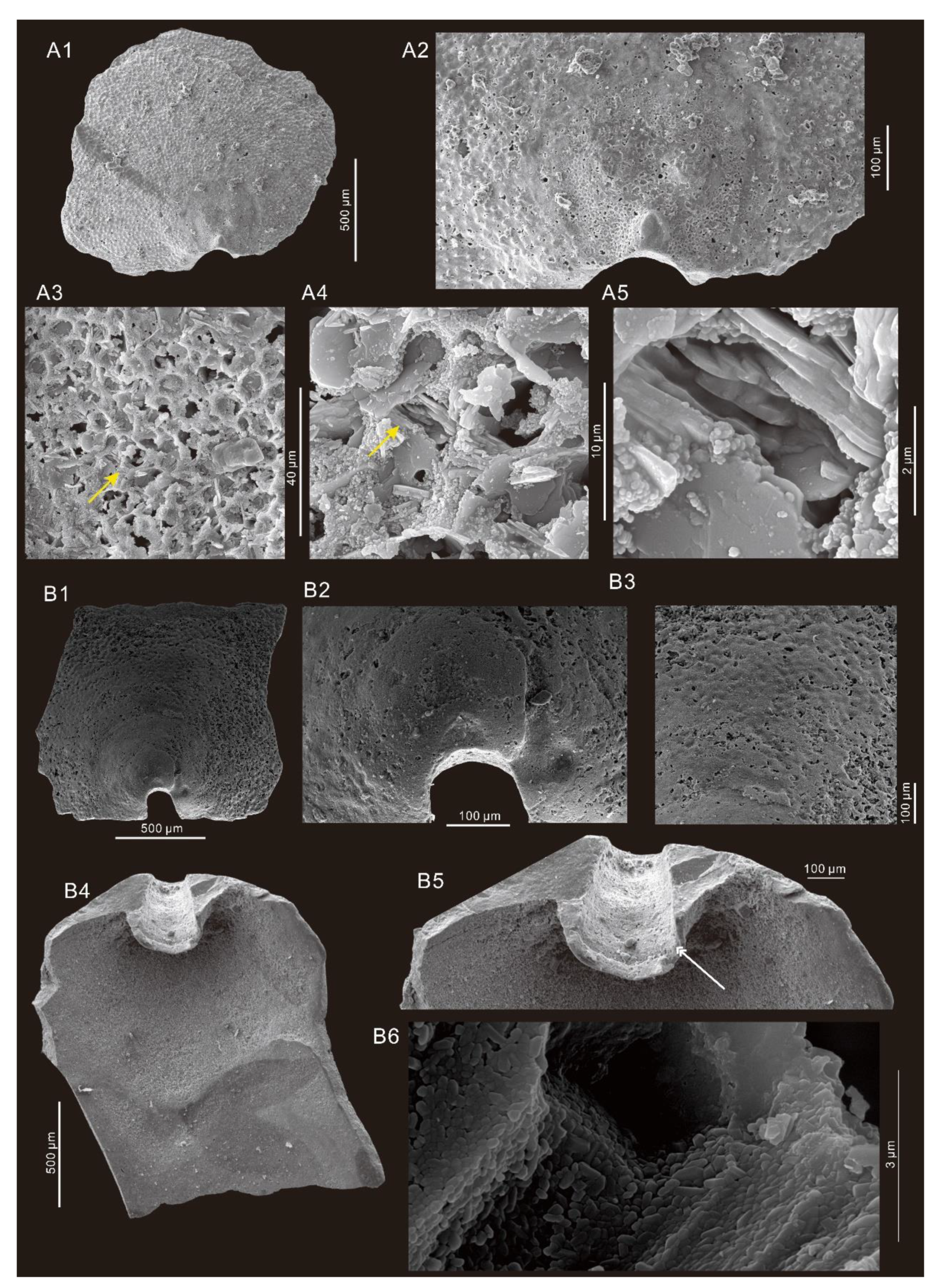 Minerals 11 01104 g010