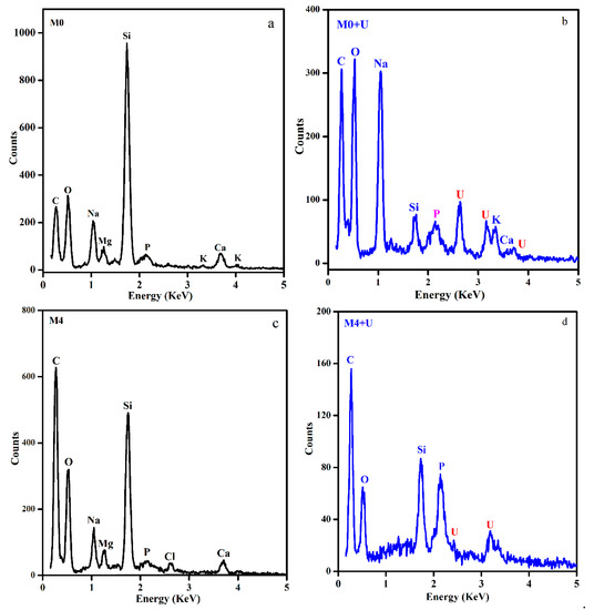 A New Uranium Bioremediation Approach using Radio-tolerant