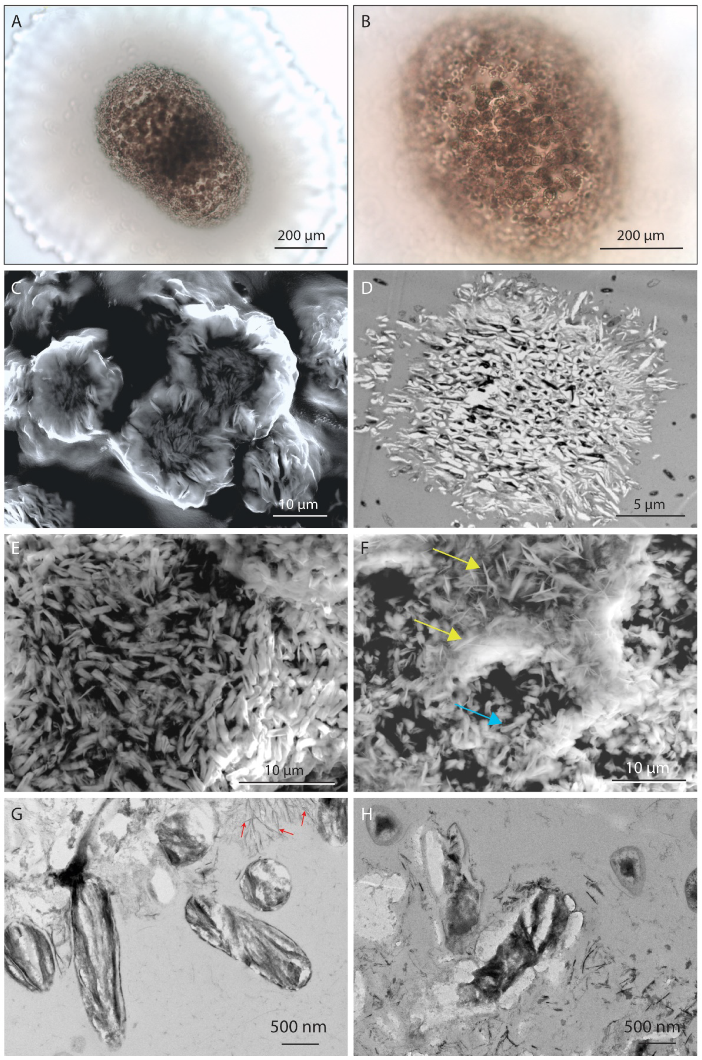 Minerals 11 01146 g002