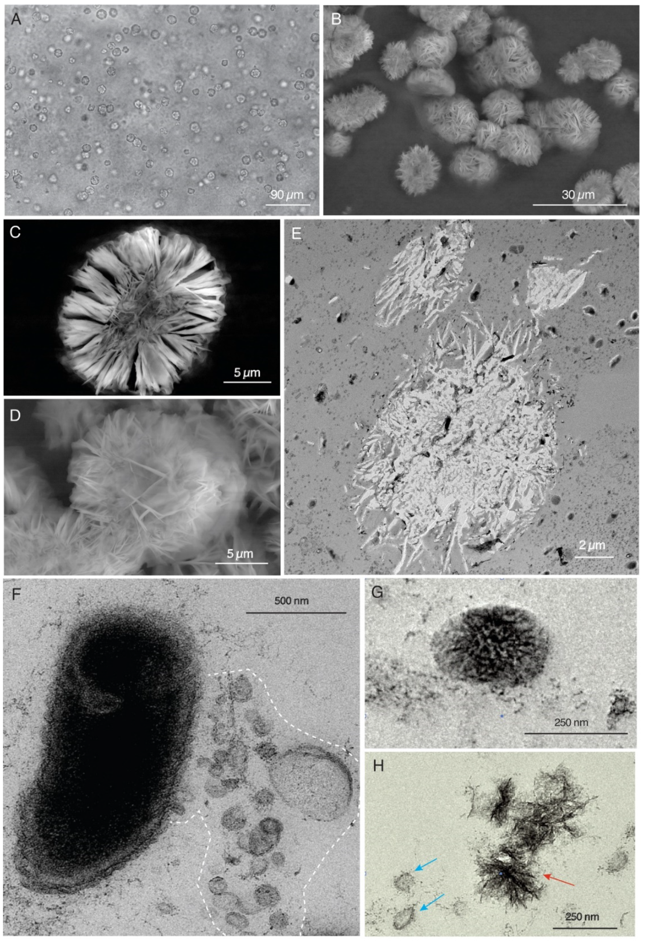 Minerals 11 01146 g003