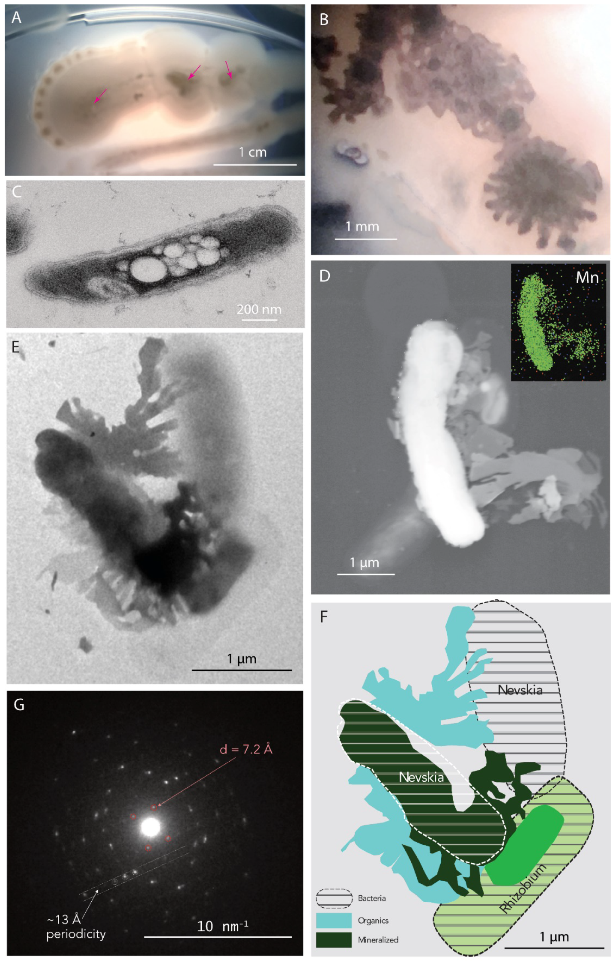 Minerals 11 01146 g004