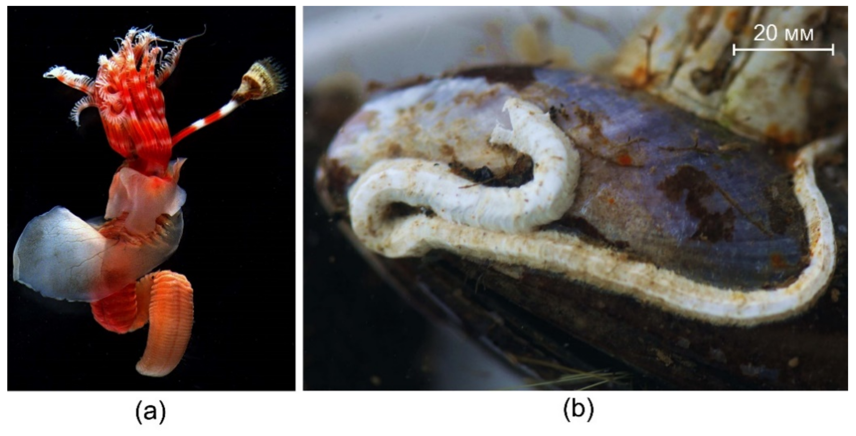 Minerals 11 01151 g001