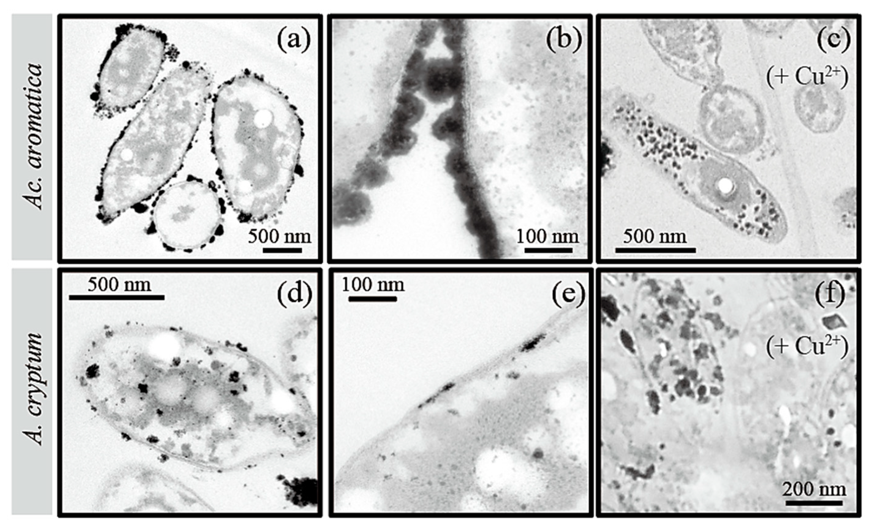 Minerals 11 01175 g005