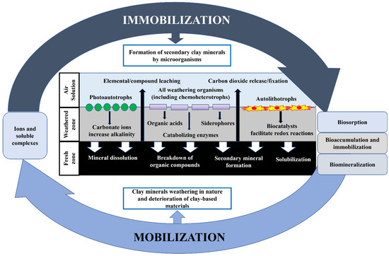 The Role of Microorganisms in the Formation, Dissolution, and ...