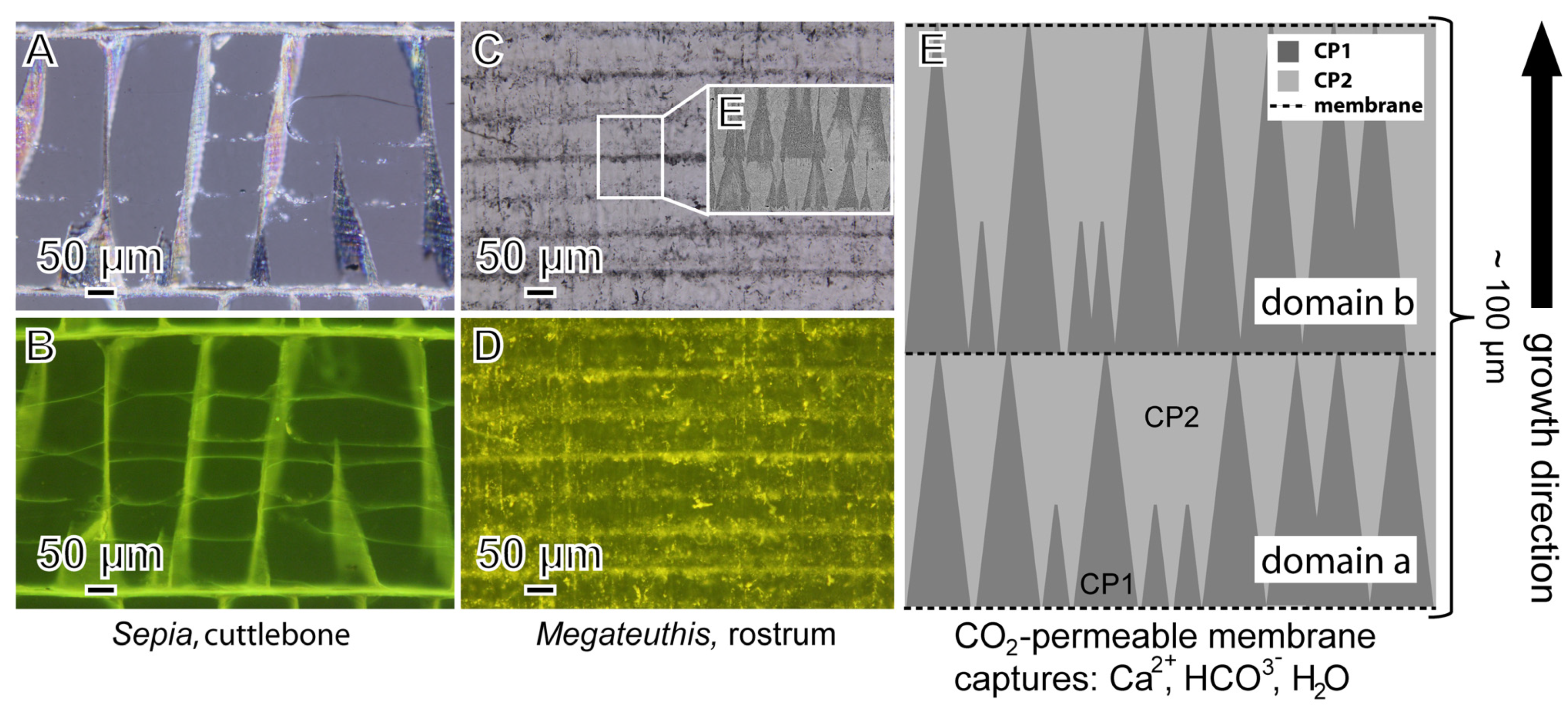 Minerals 11 01406 g005 Minerals 11 01406 g005