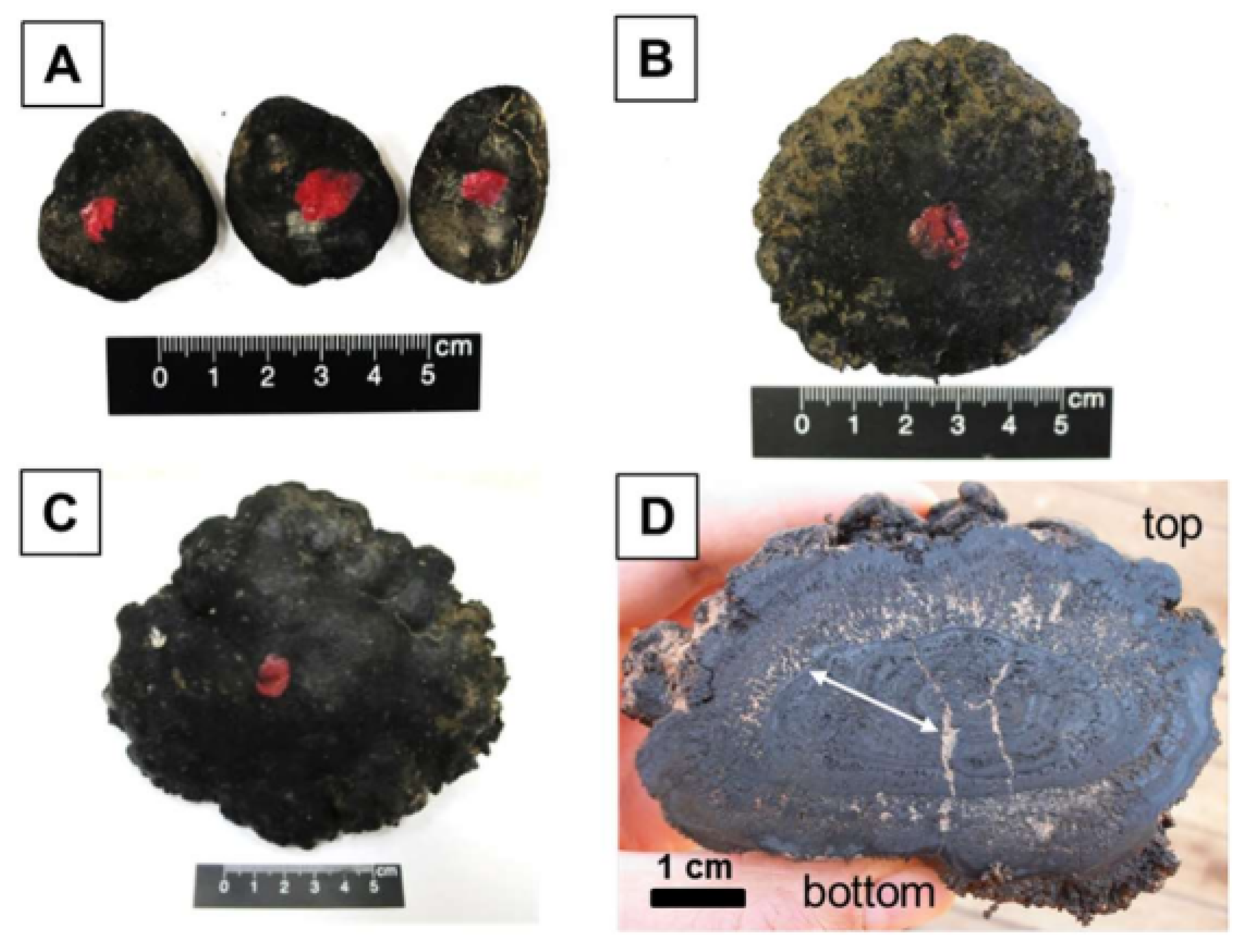 Minerals 11 01437 g003