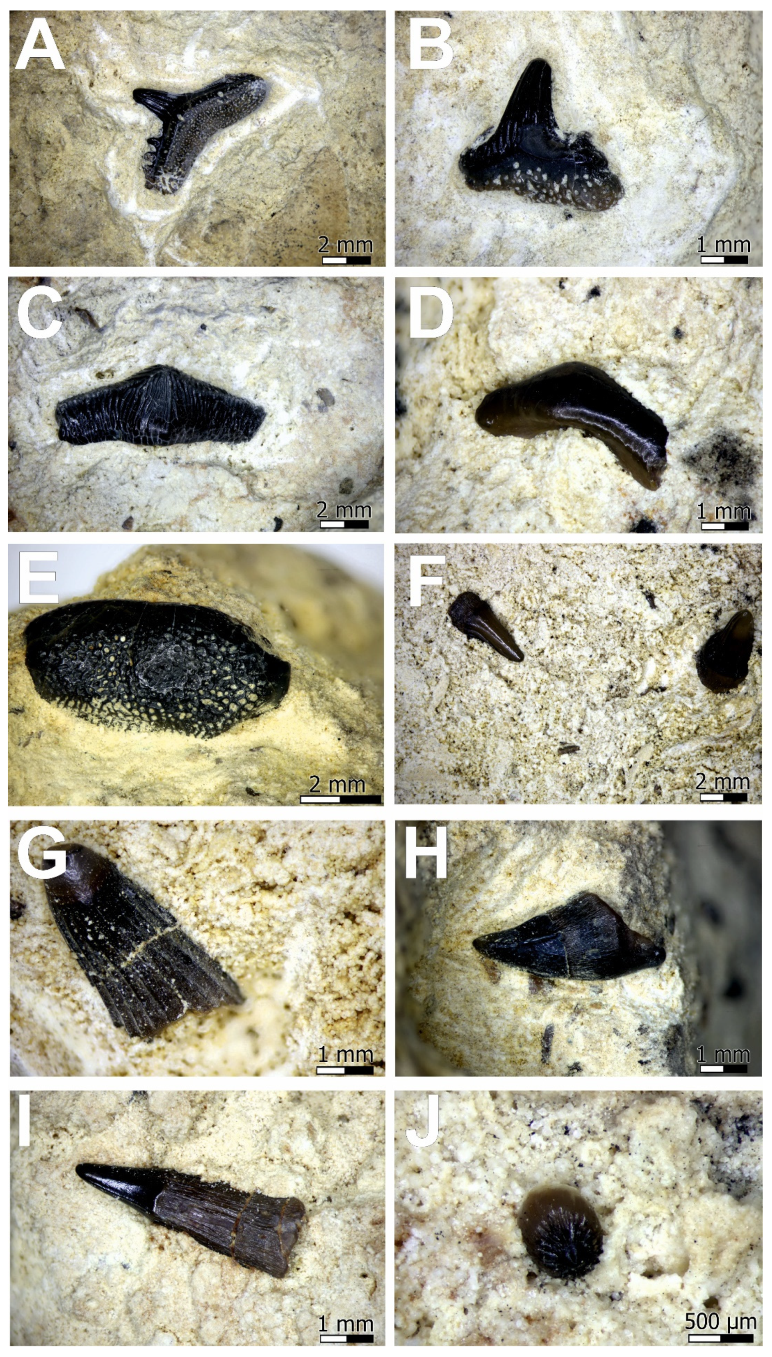 Minerals 12 00469 g003