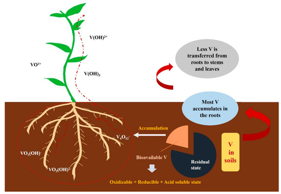 Minerals | Free Full-Text | Vanadium: A Review Of Different.