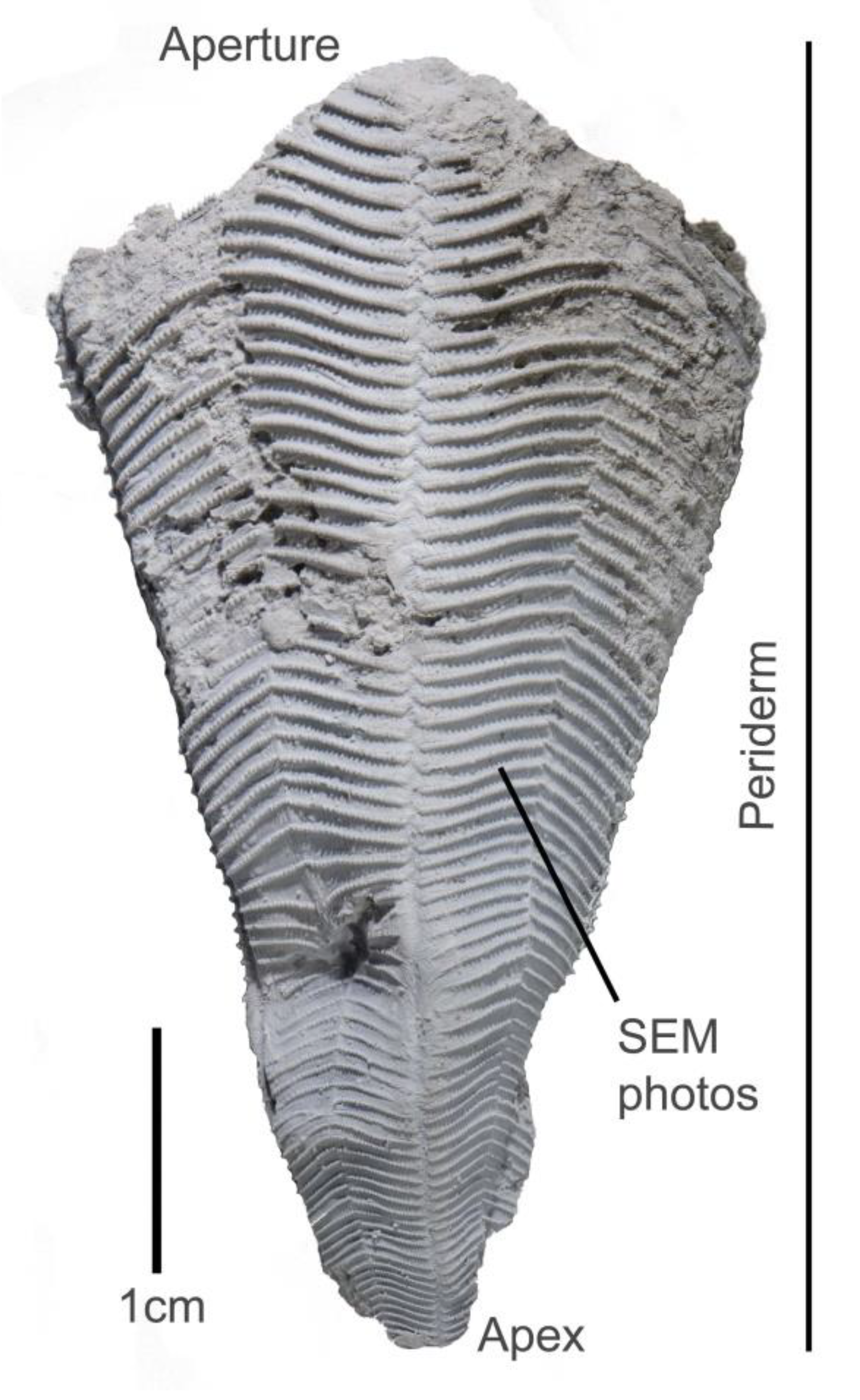 Minerals 12 01316 g001 Minerals 12 01316 g001