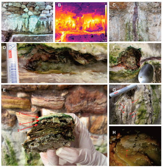 Minerals Free FullText Microbial Mat Stratification in Travertine Depositions of Greek Hot