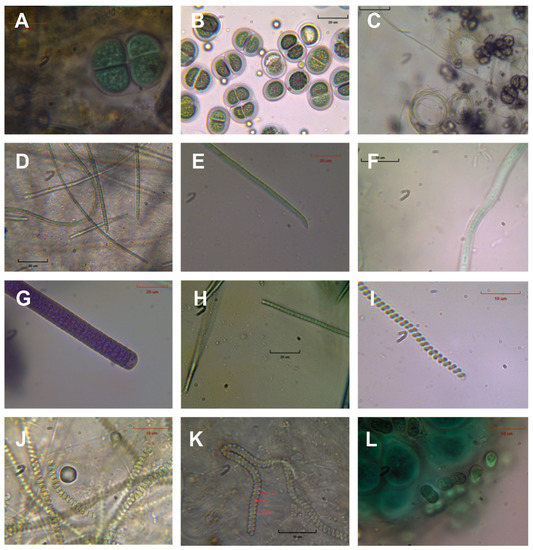 Minerals Free FullText Microbial Mat Stratification in Travertine Depositions of Greek Hot