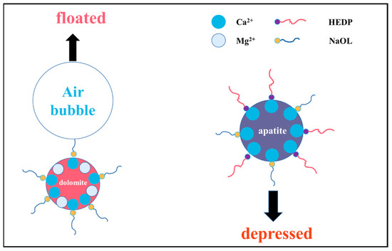 Selective Flotation Behavior of Dolomite from Fluorapatite Using