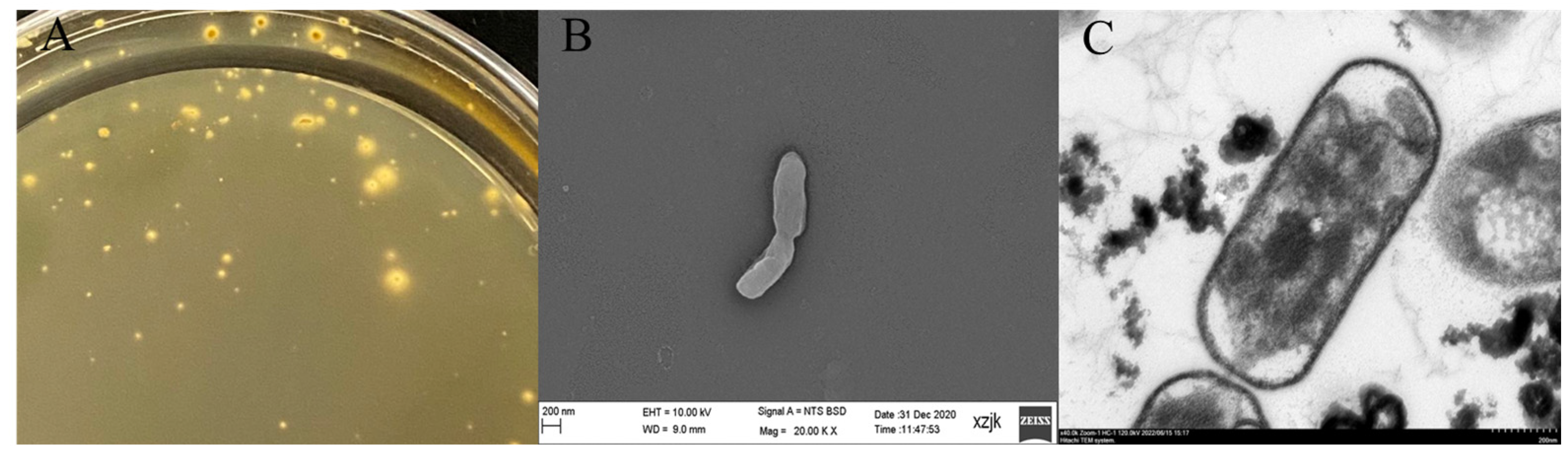 Minerals 13 00095 g001 Minerals 13 00095 g001