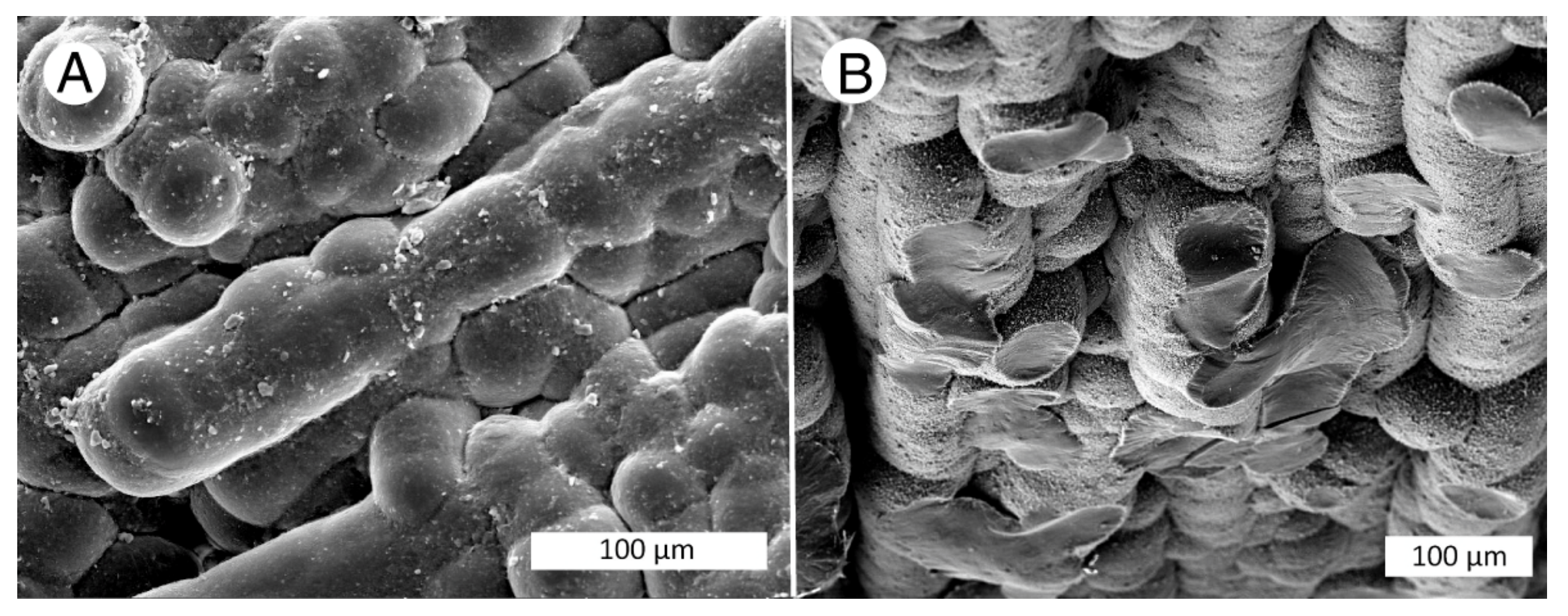 Minerals 13 00206 g008 Minerals 13 00206 g008