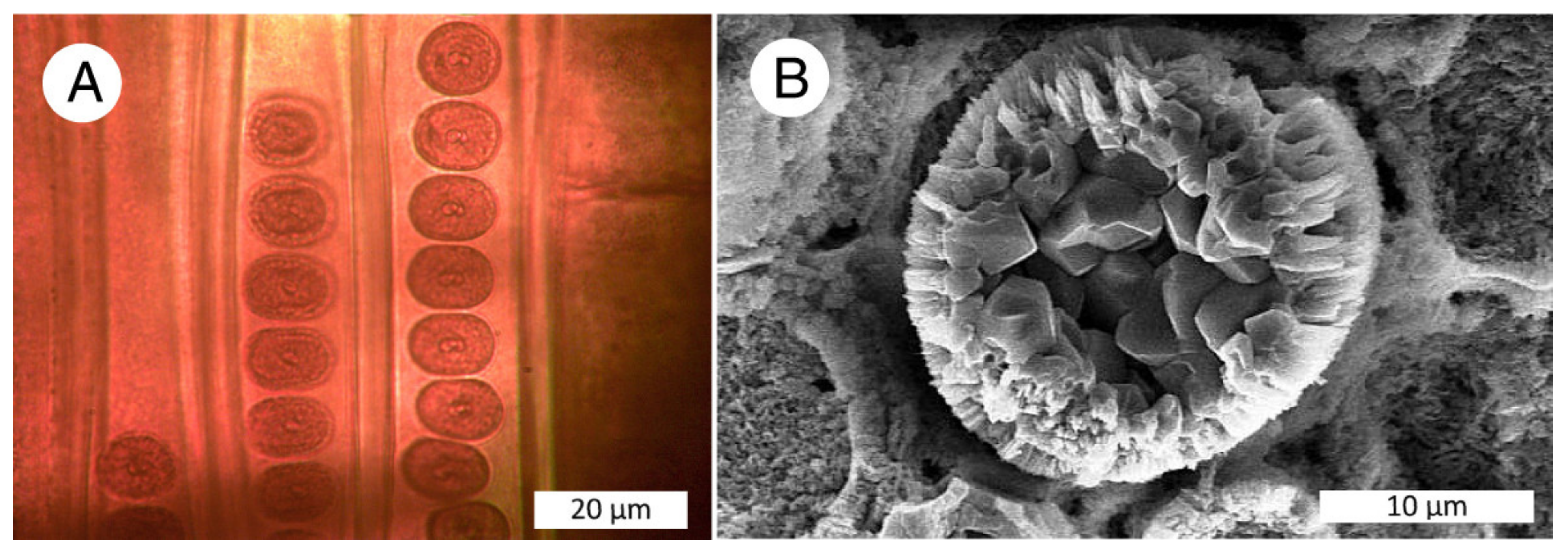 Minerals 13 00206 g010 Minerals 13 00206 g010