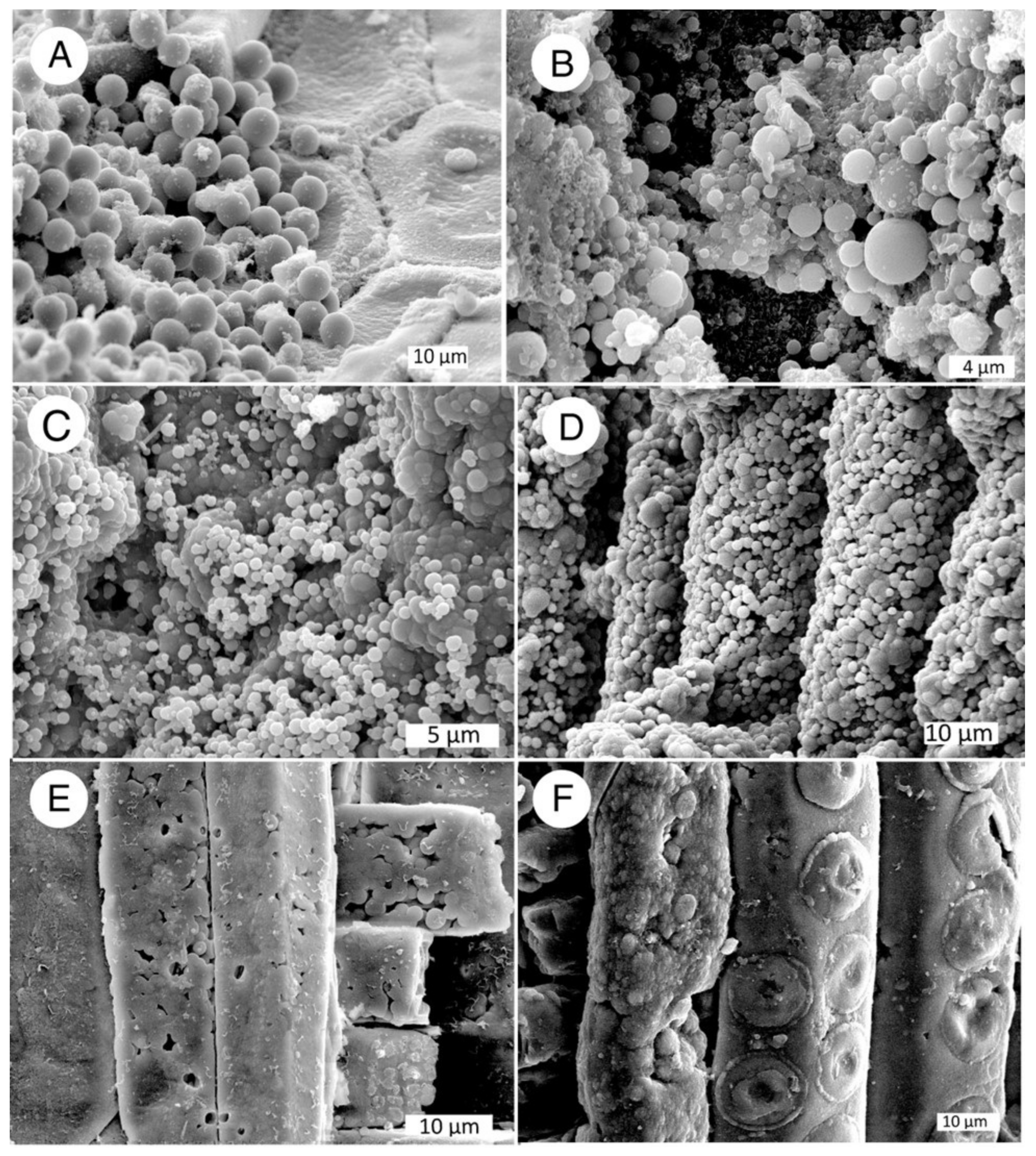 Minerals 13 00206 g024 Minerals 13 00206 g024