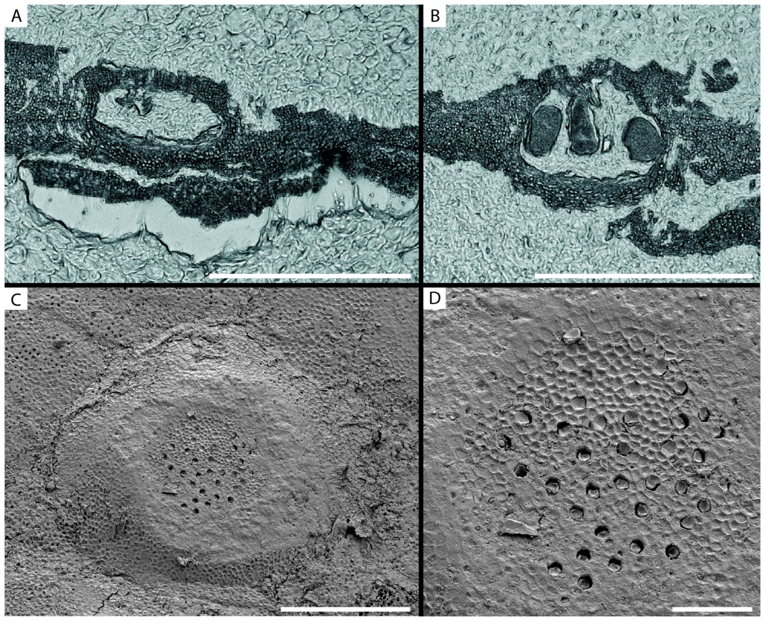 Minerals 13 00215 g003 Minerals 13 00215 g003