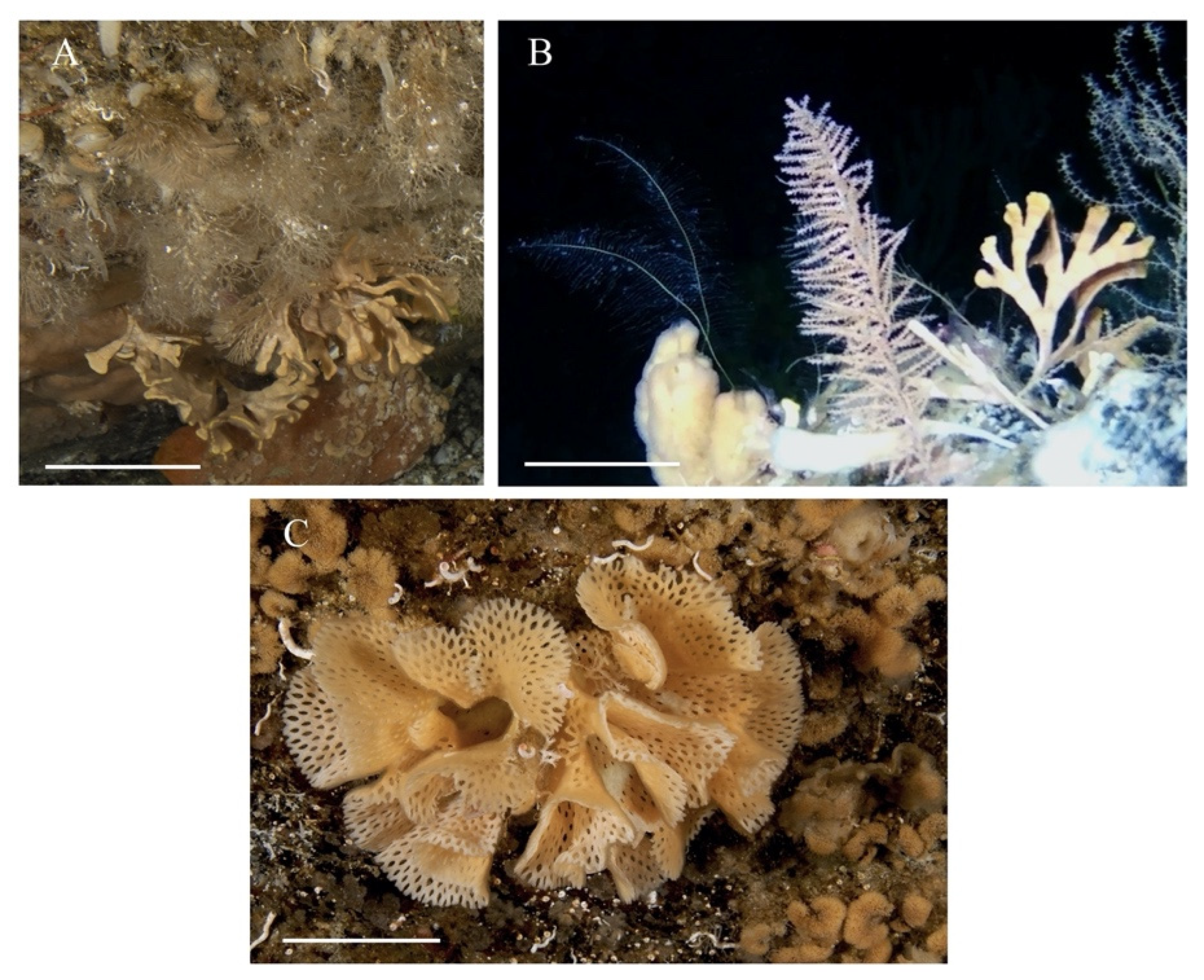 Minerals 13 00246 g002 Minerals 13 00246 g002