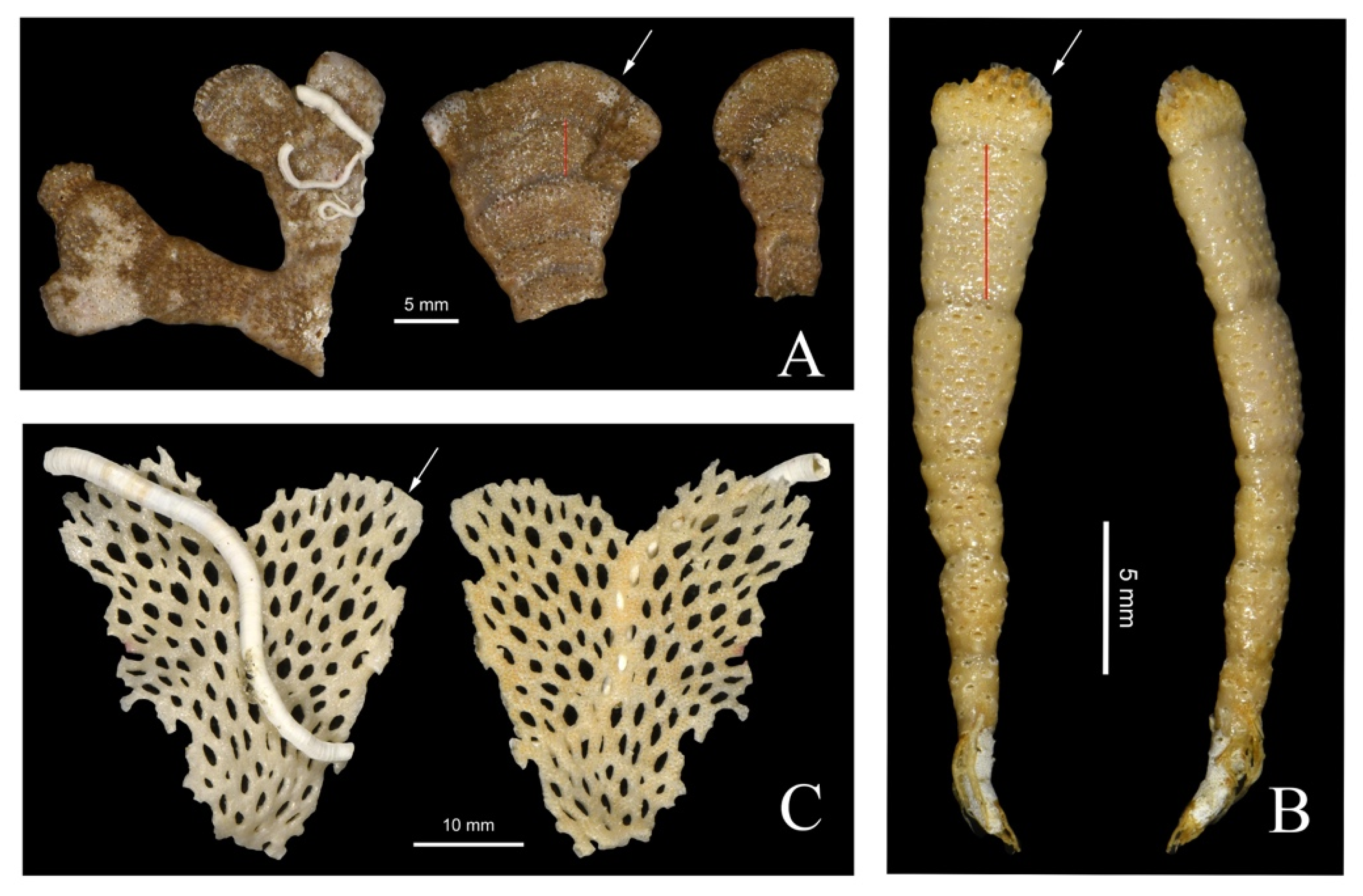 Minerals 13 00246 g003 Minerals 13 00246 g003