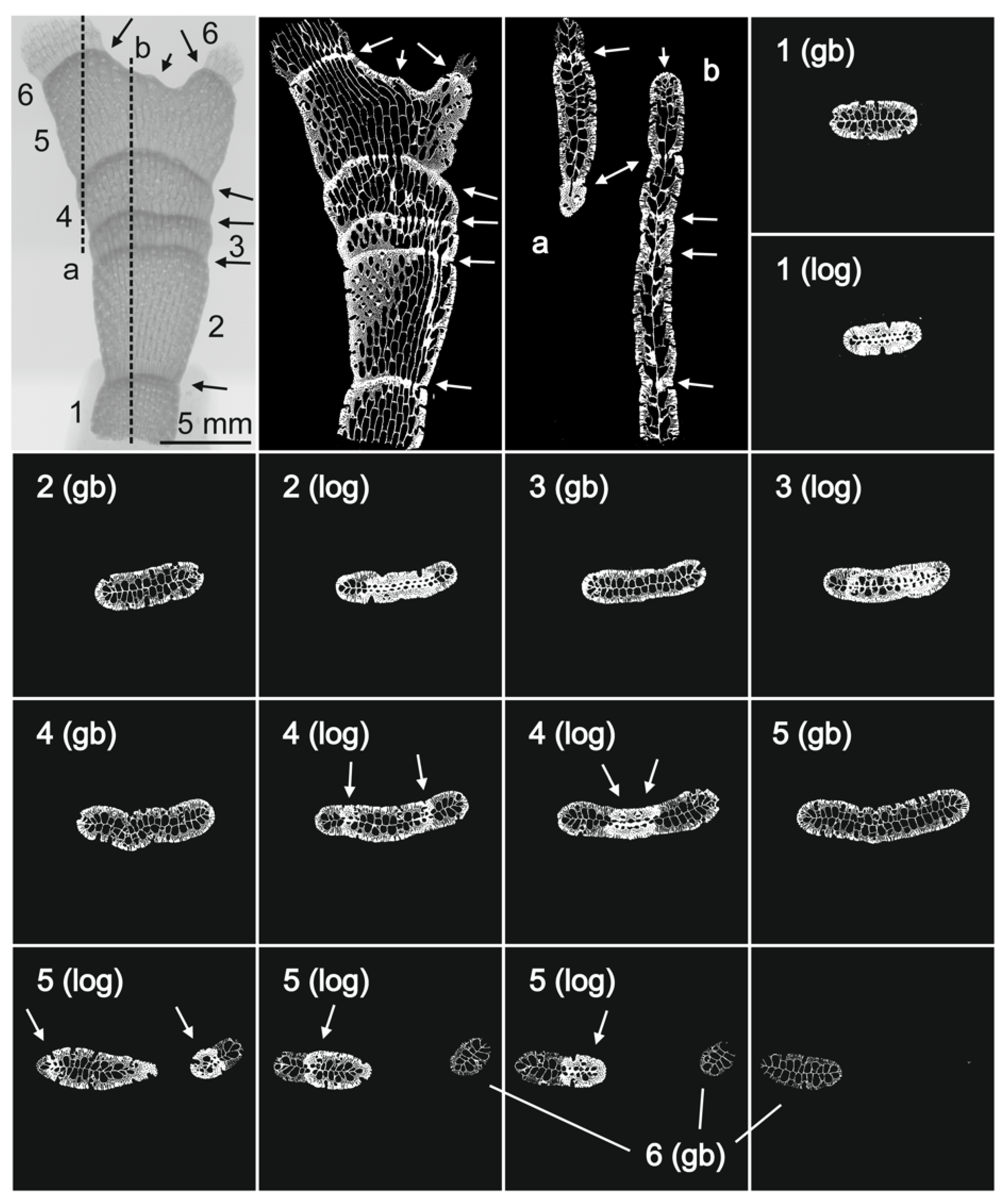 Minerals 13 00246 g006 Minerals 13 00246 g006