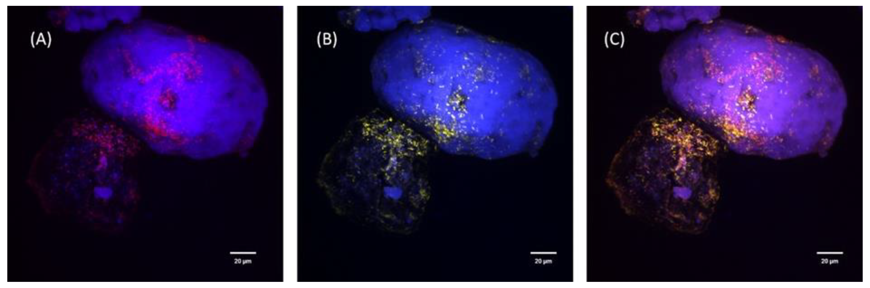 Minerals 13 00388 g006