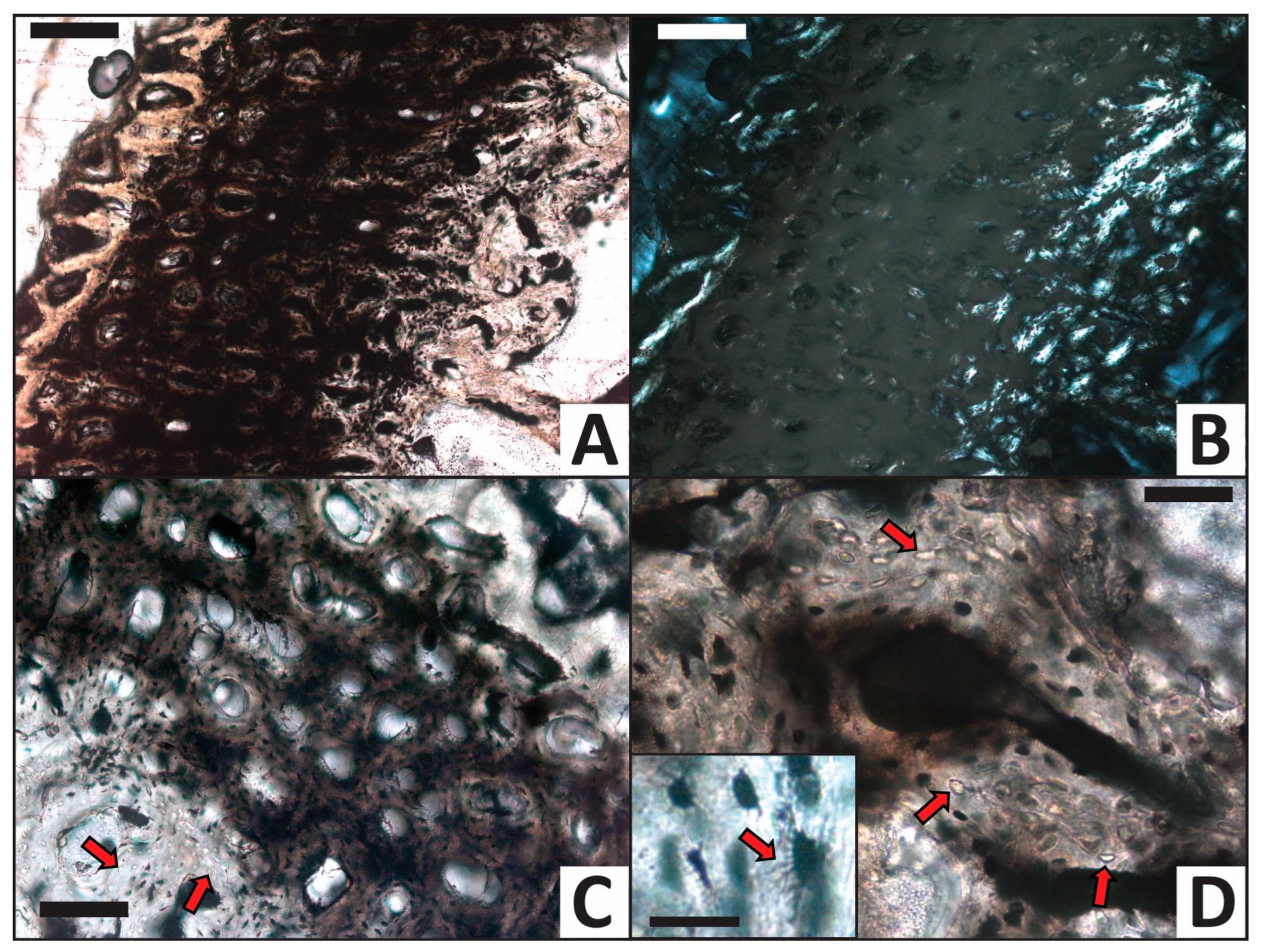 Minerals 13 00596 g006 Minerals 13 00596 g006