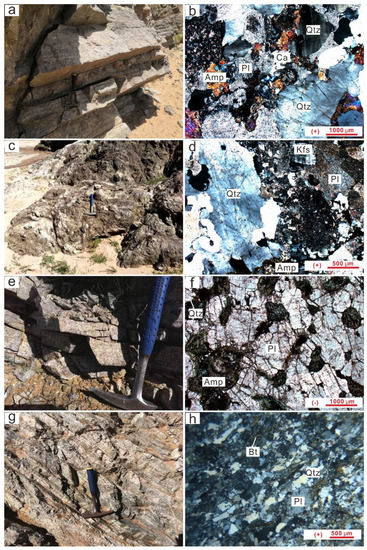 101  Mitochondria Dysfunction and Cell Apoptosis Limit Resistance of