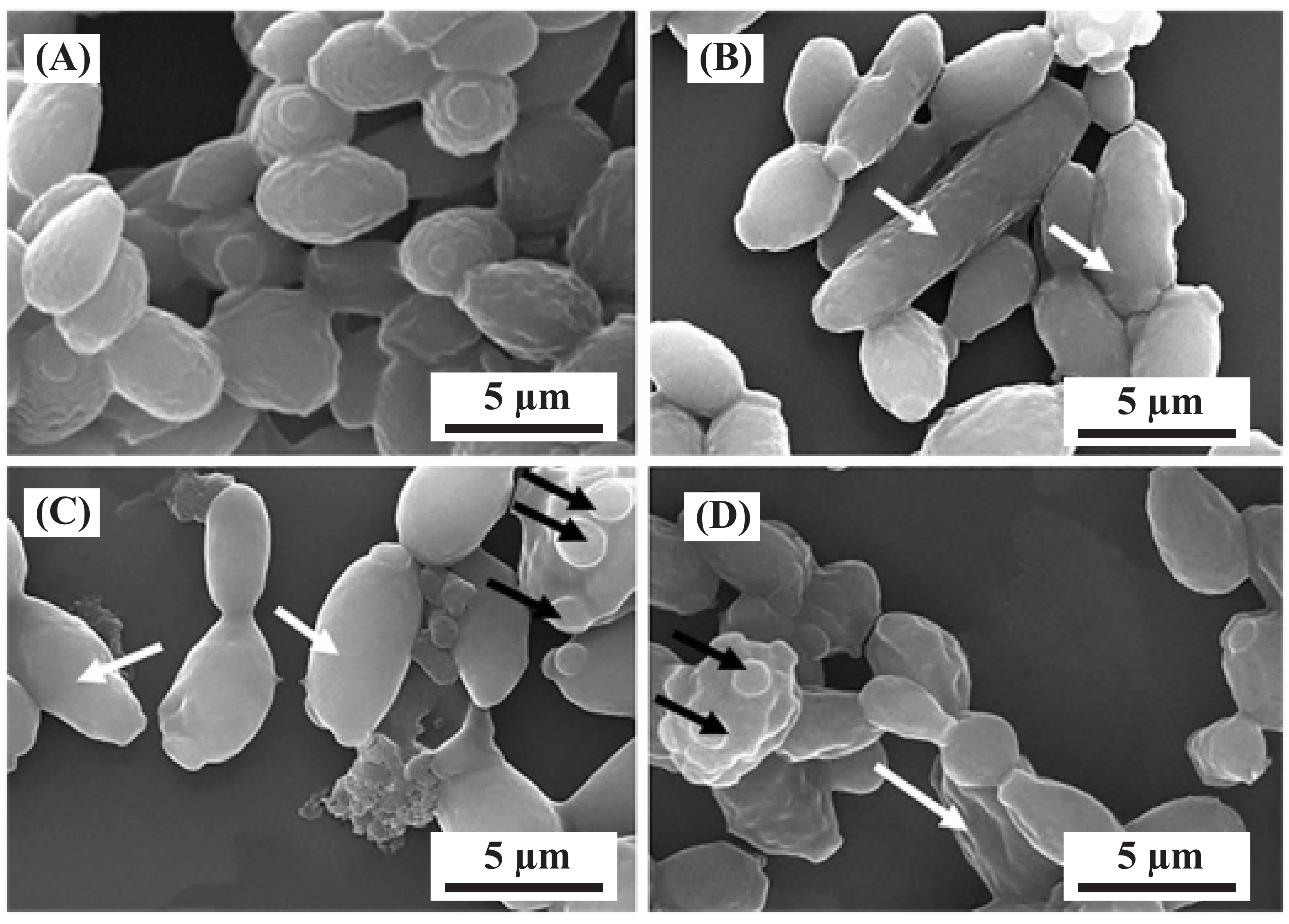 Minerals 13 00724 g007 Minerals 13 00724 g007