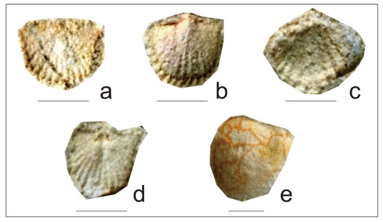 Properties of Conglomerates from the Middle Ordovician Dongchong