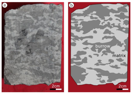 Paragenesis and Formation Mechanism of the Dolomite-Mottled