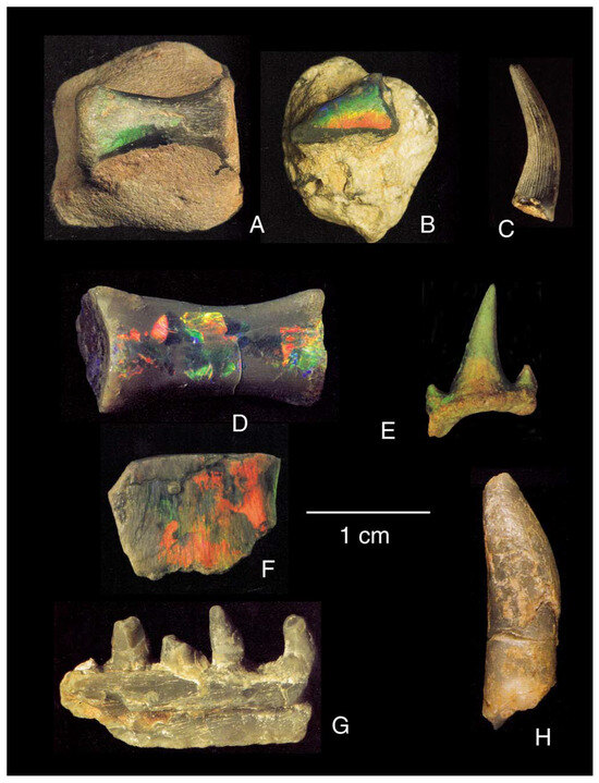 Flattened Ichthyosaur Fossil Gets New Life With X-ray Vision - The New York  Times