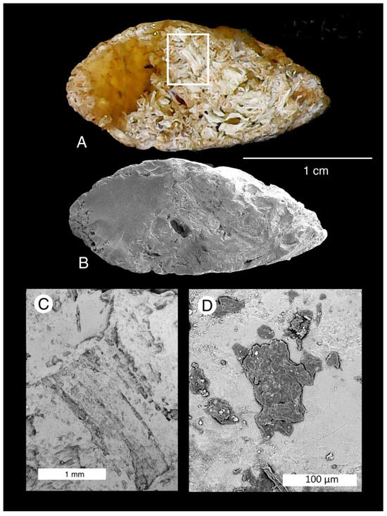 Timing of Opalization at Lightning Ridge, Australia: New Evidence from ...