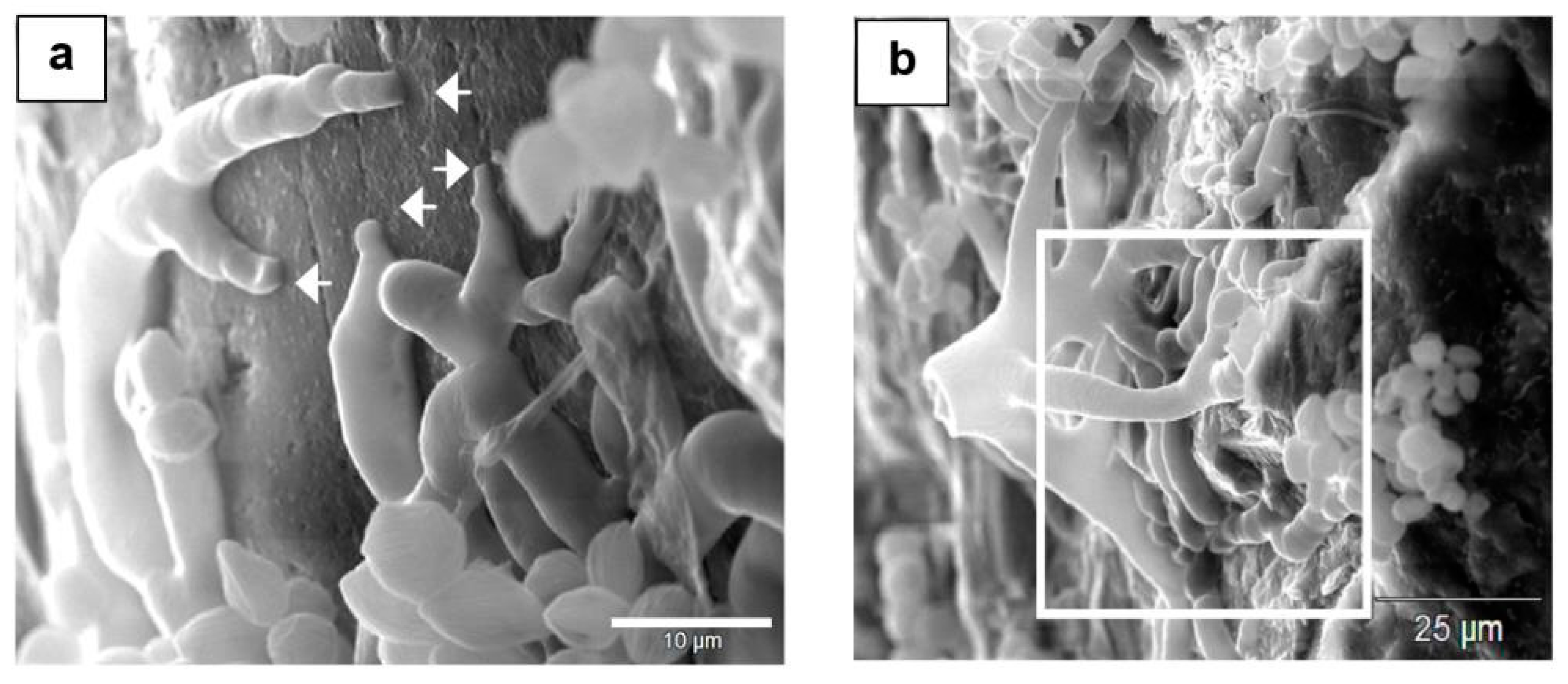 Minerals 13 01540 g003