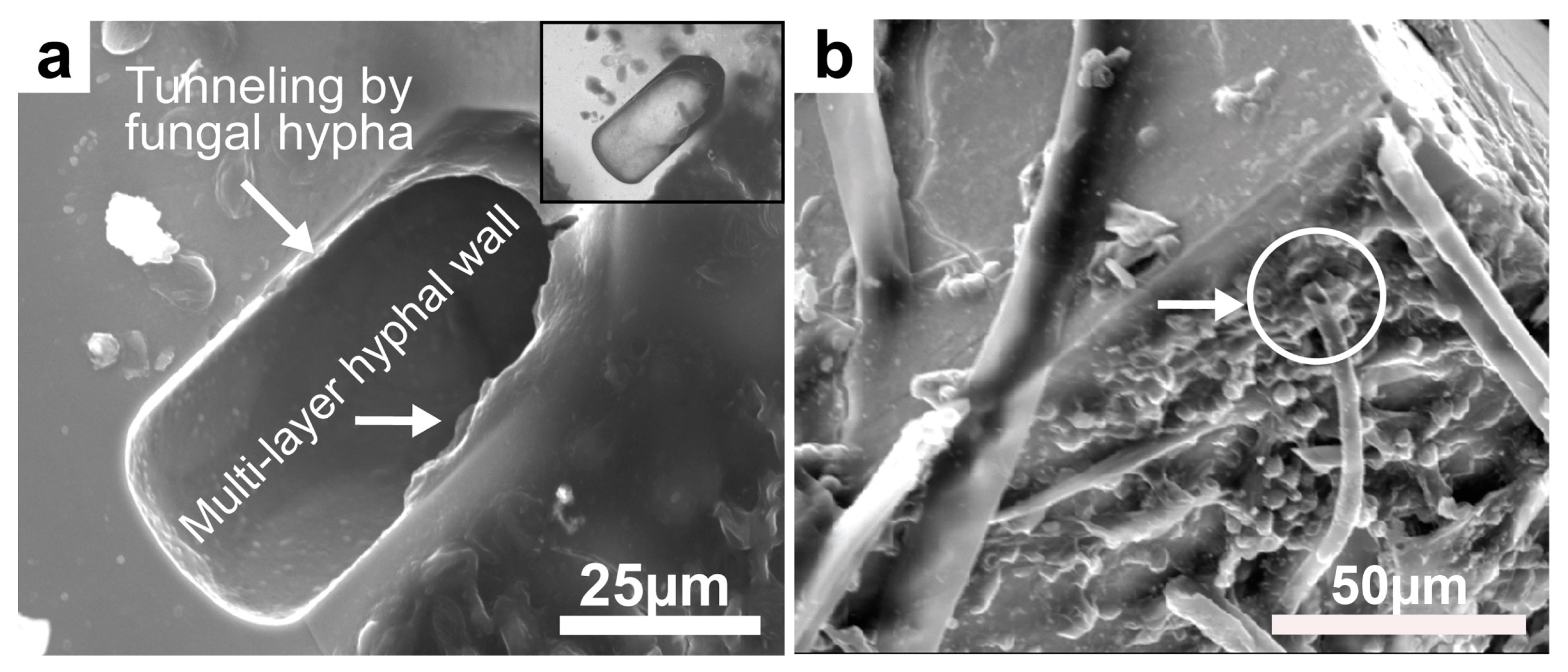 Minerals 13 01540 g023