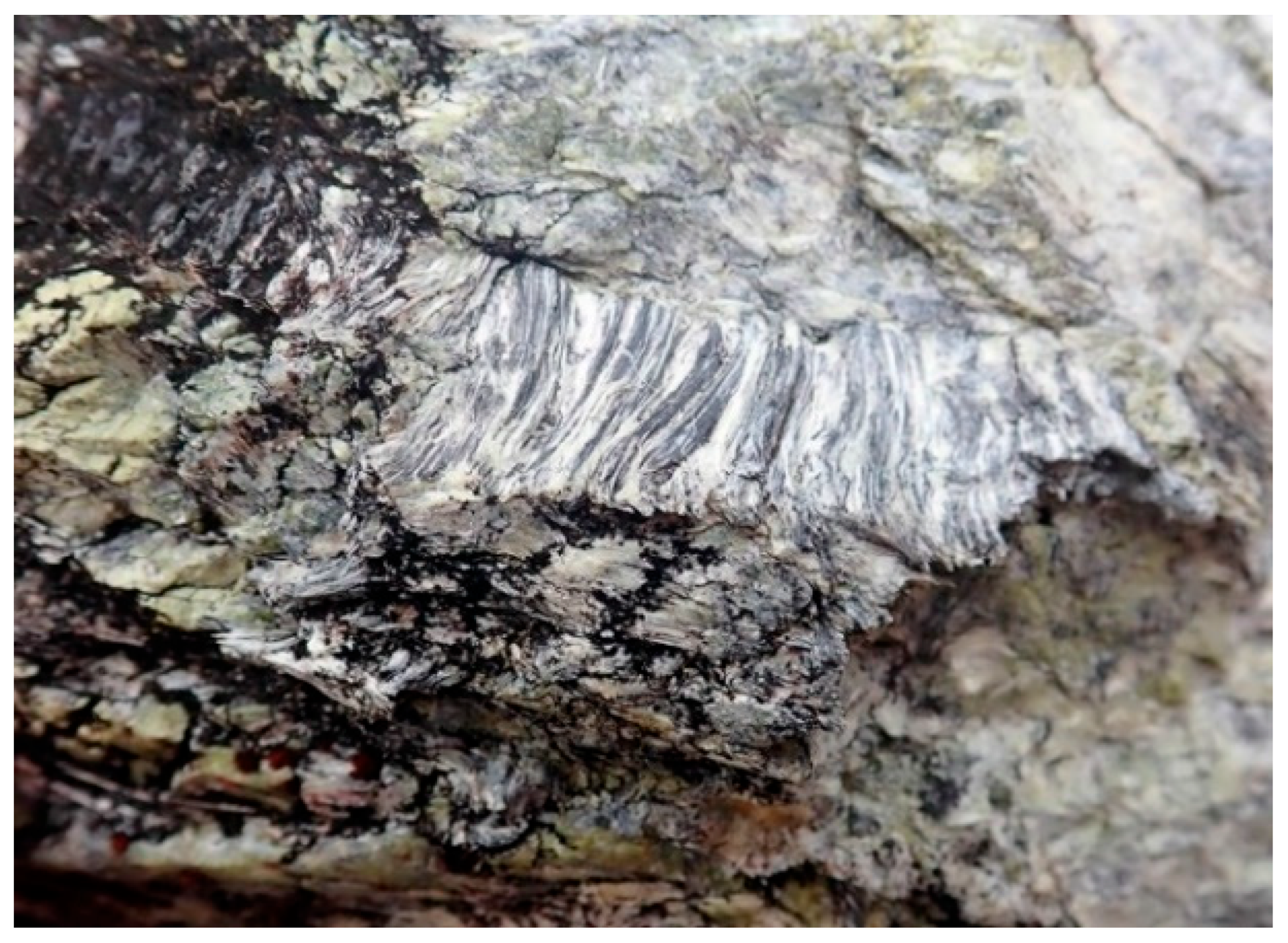 Minerals 14 00106 g002 Minerals 14 00106 g002