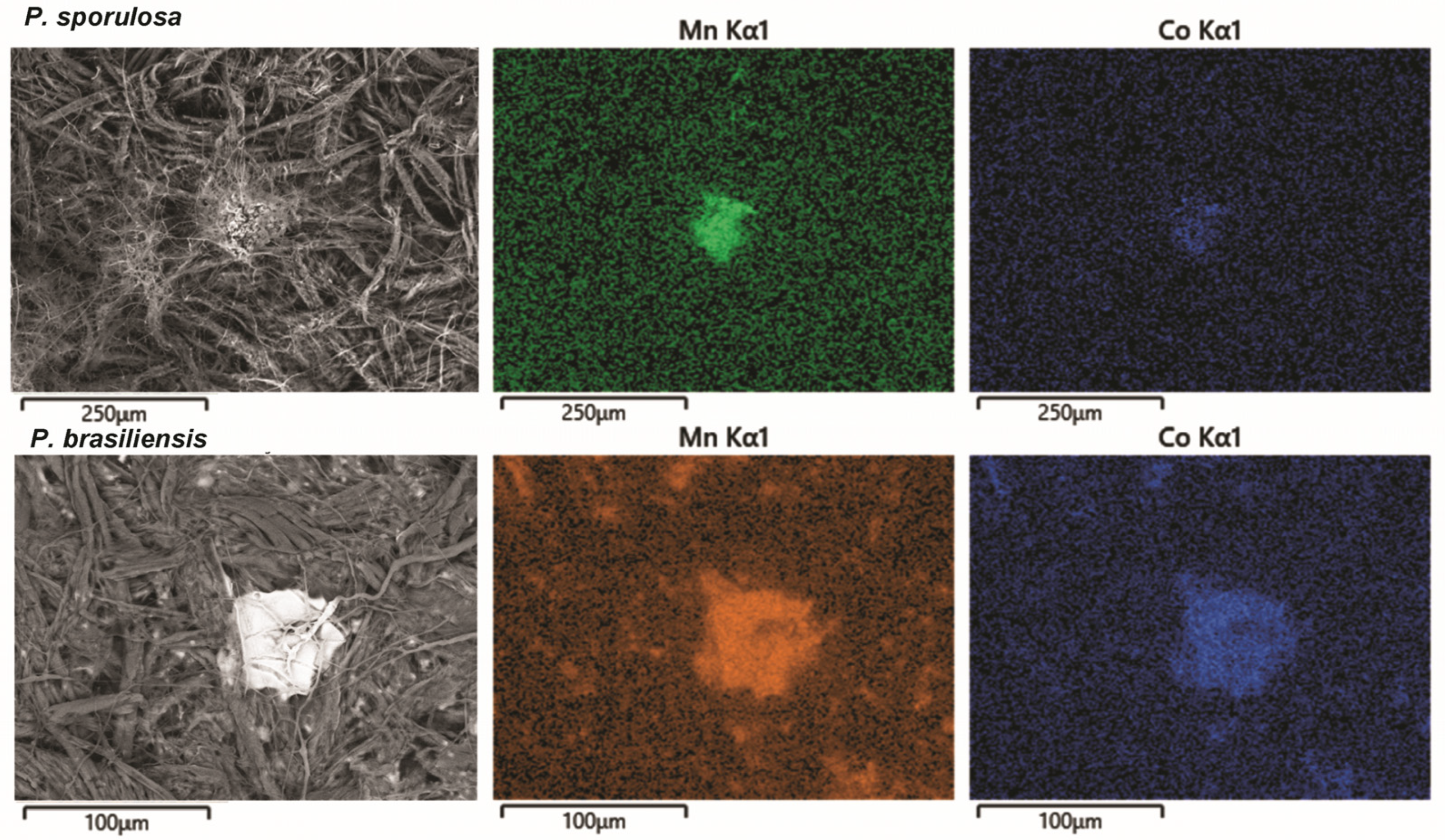 Minerals 14 00111 g003 Minerals 14 00111 g003