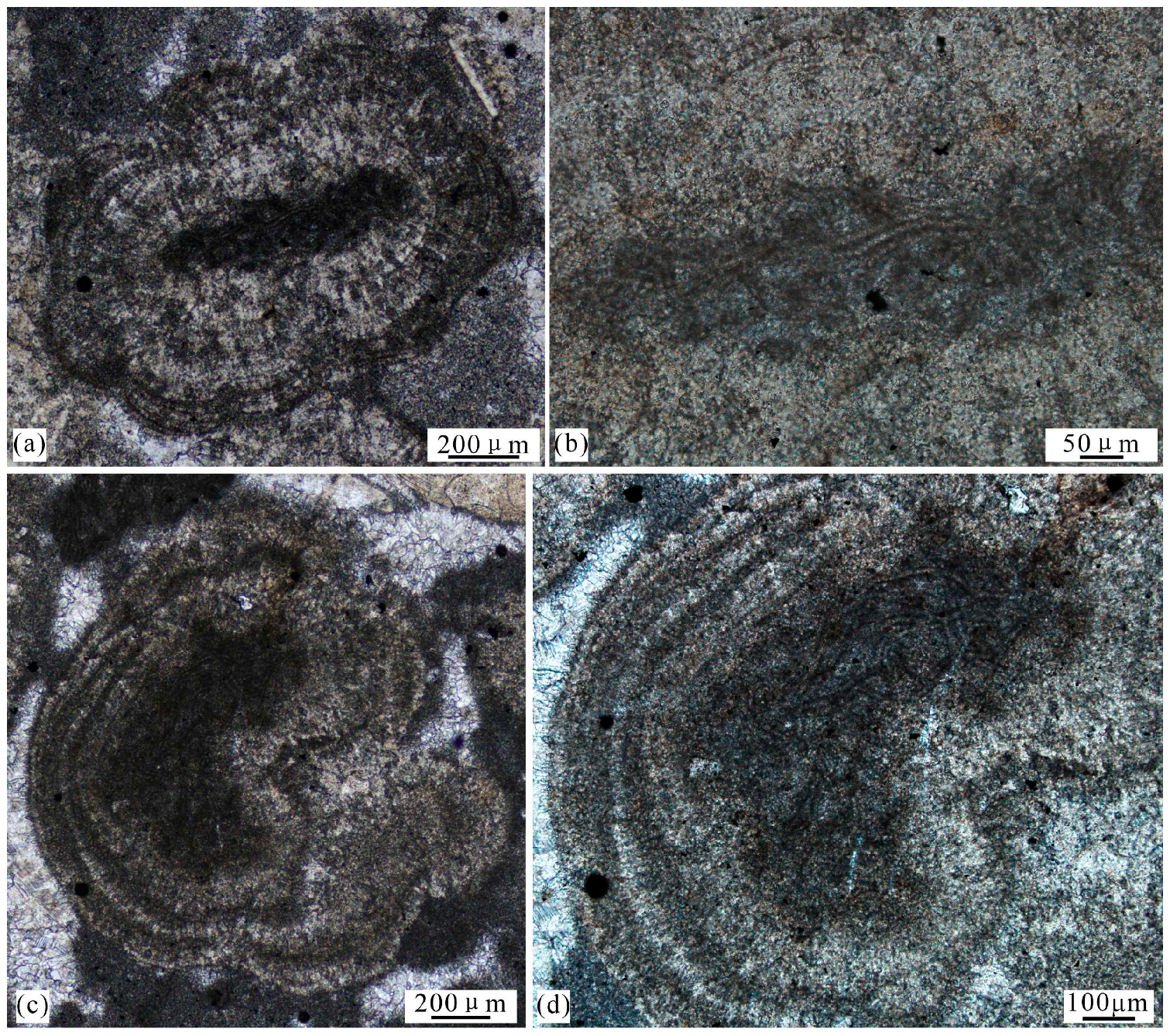 Minerals 14 00144 g005