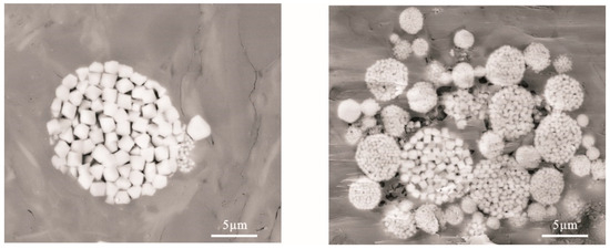 Organic Matter Enrichment Mechanisms in the Lower Cambrian Organic Matter Enrichment Mechanisms in the Lower Cambrian